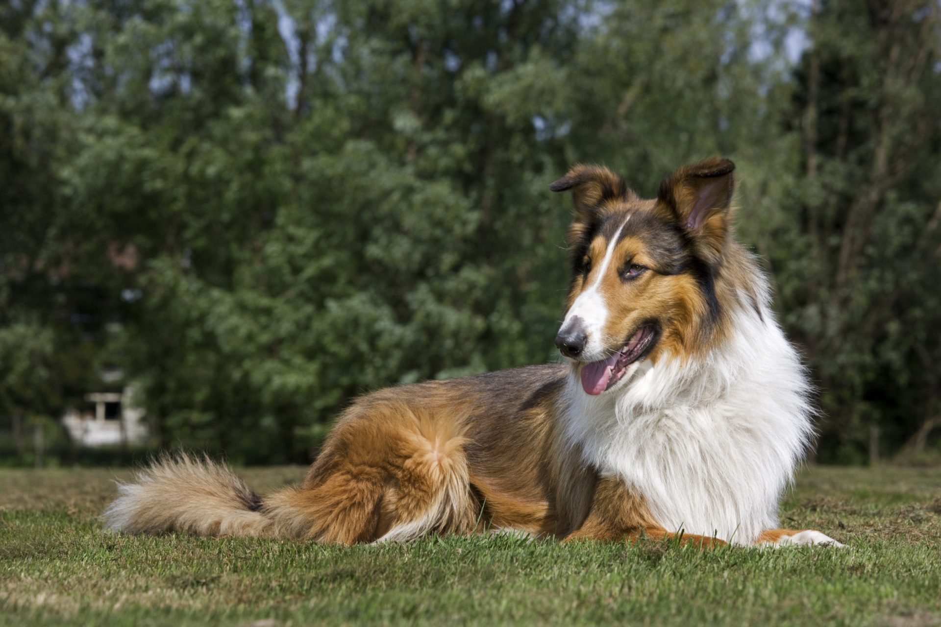 2021_03_lassie-scaled.jpg