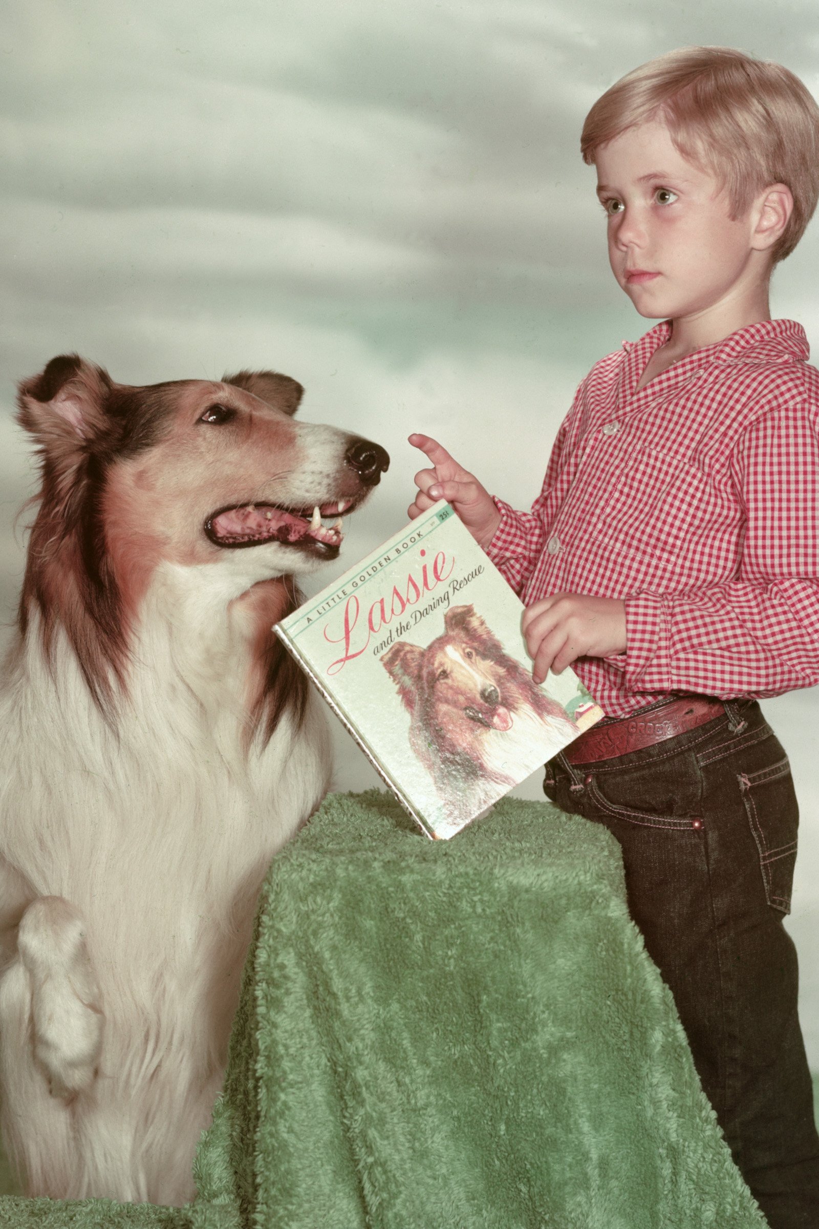 skót juhász Lassie