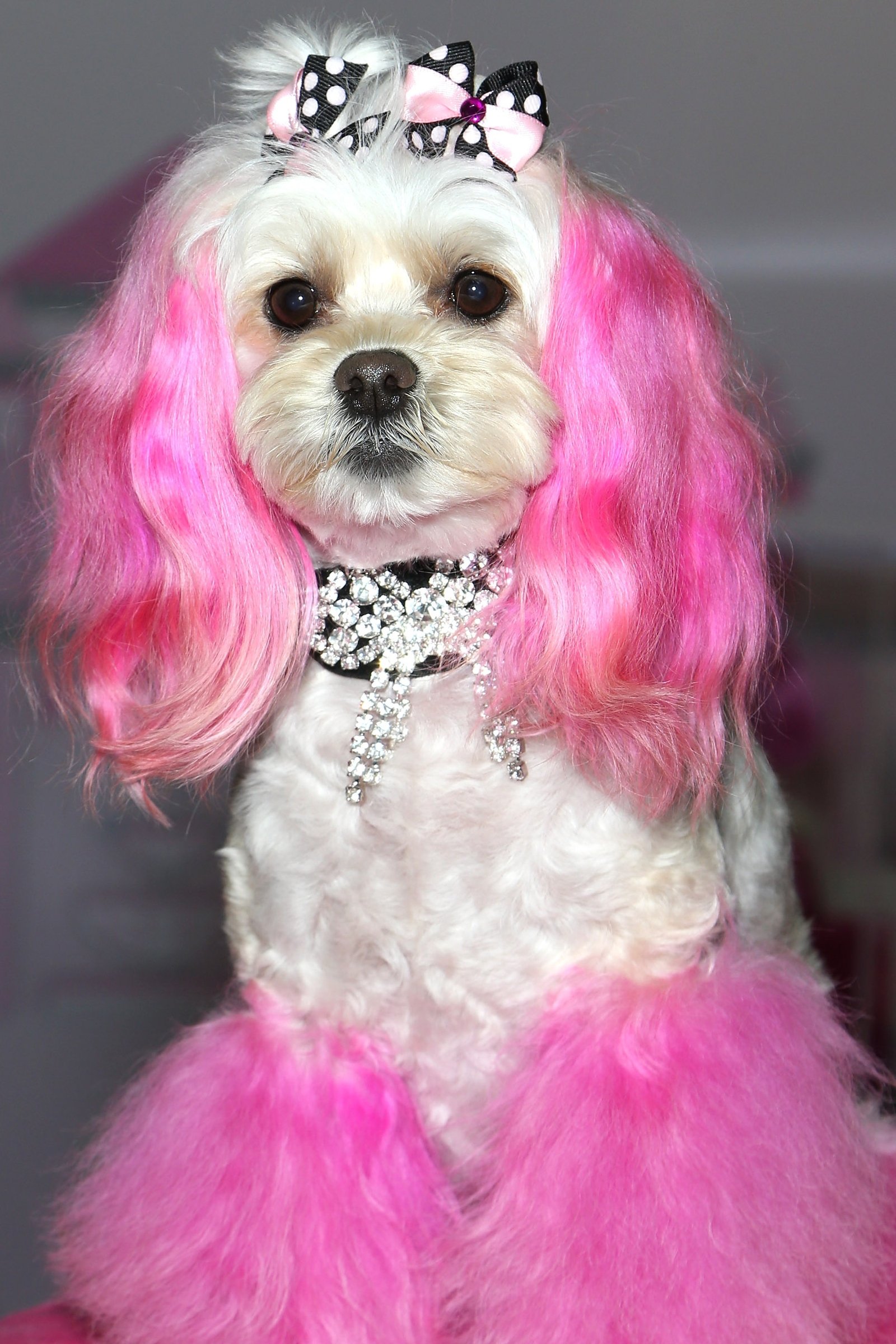 maltipoo kutya ékszer giccs