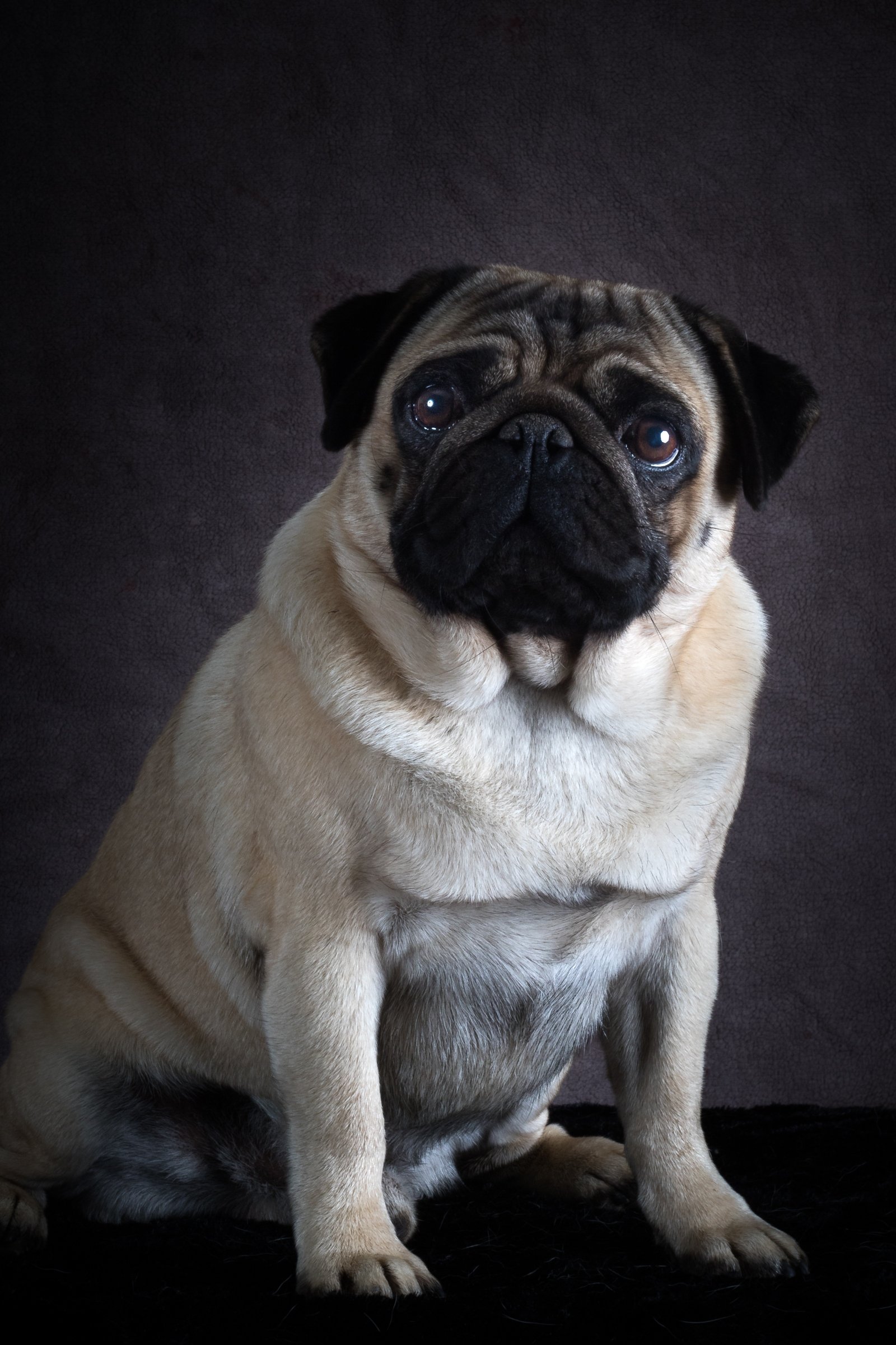 mopsz (1)