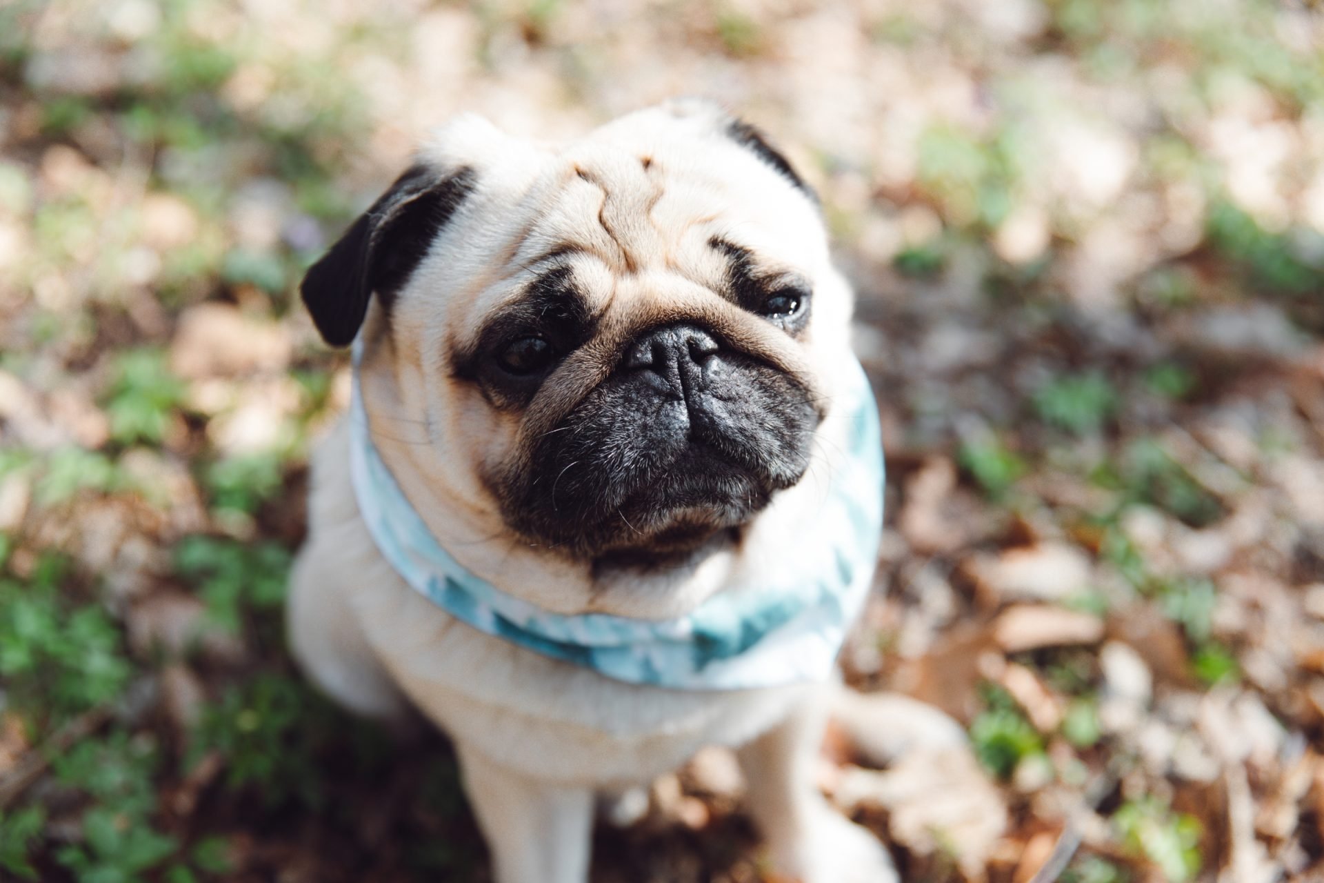 2021_03_mopsz-scaled.jpg