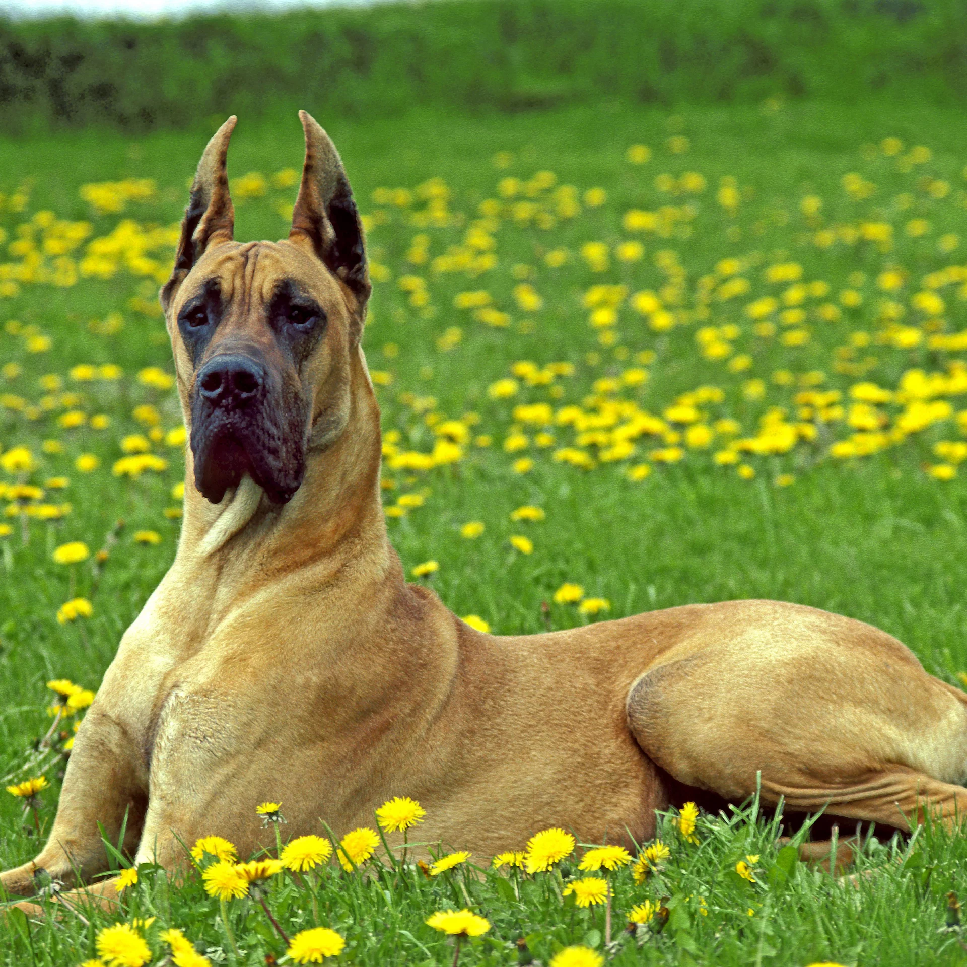 2021_03_nemet-dog-kocka-scaled.webp