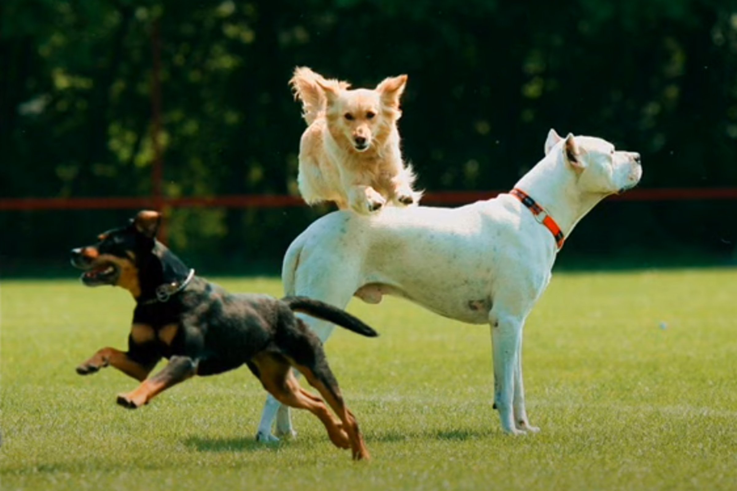 Pákó argentin dog