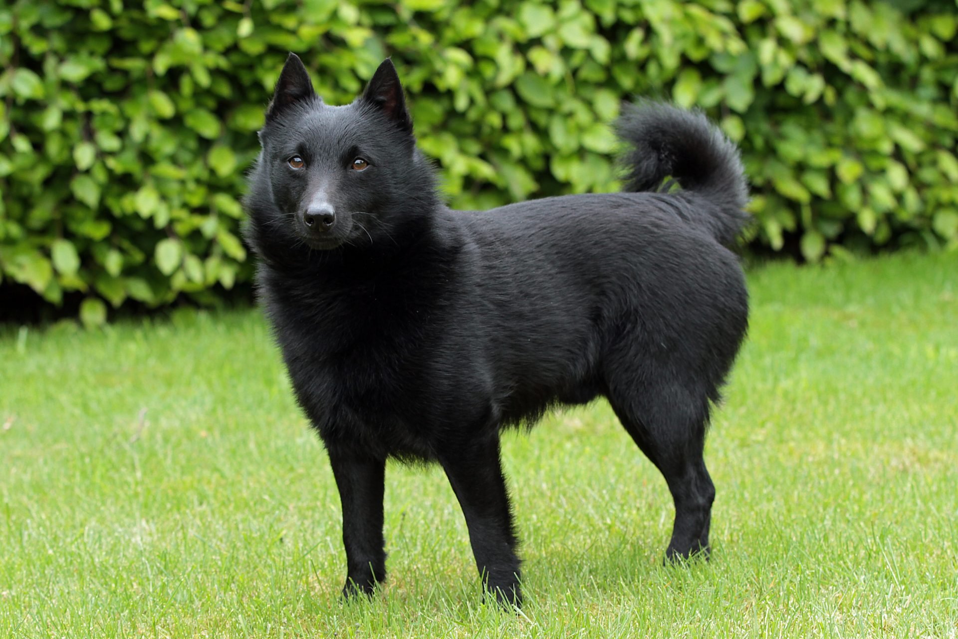2021_03_schipperke-1-scaled.jpg