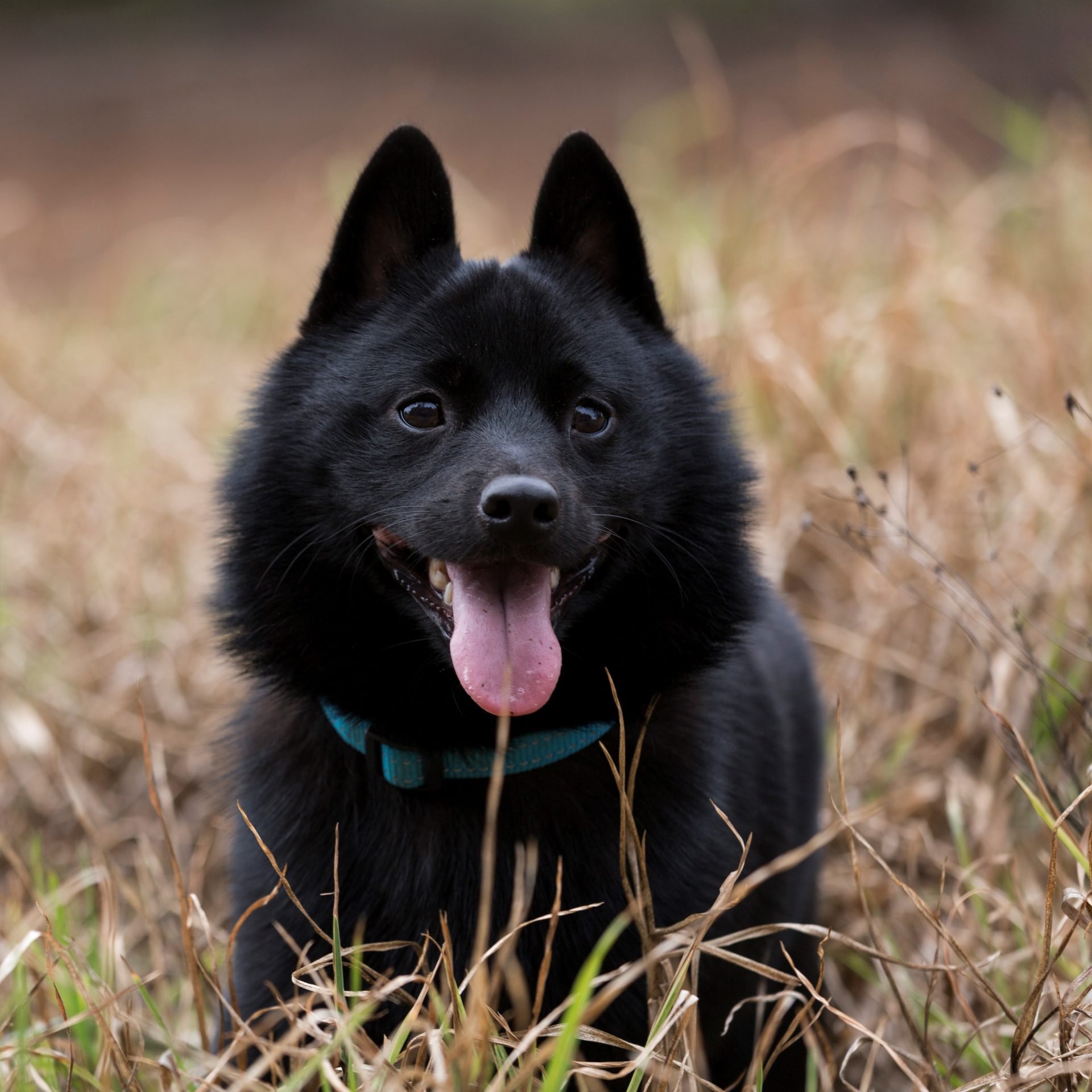 2021_03_schipperke-3-negyzet-scaled.jpg