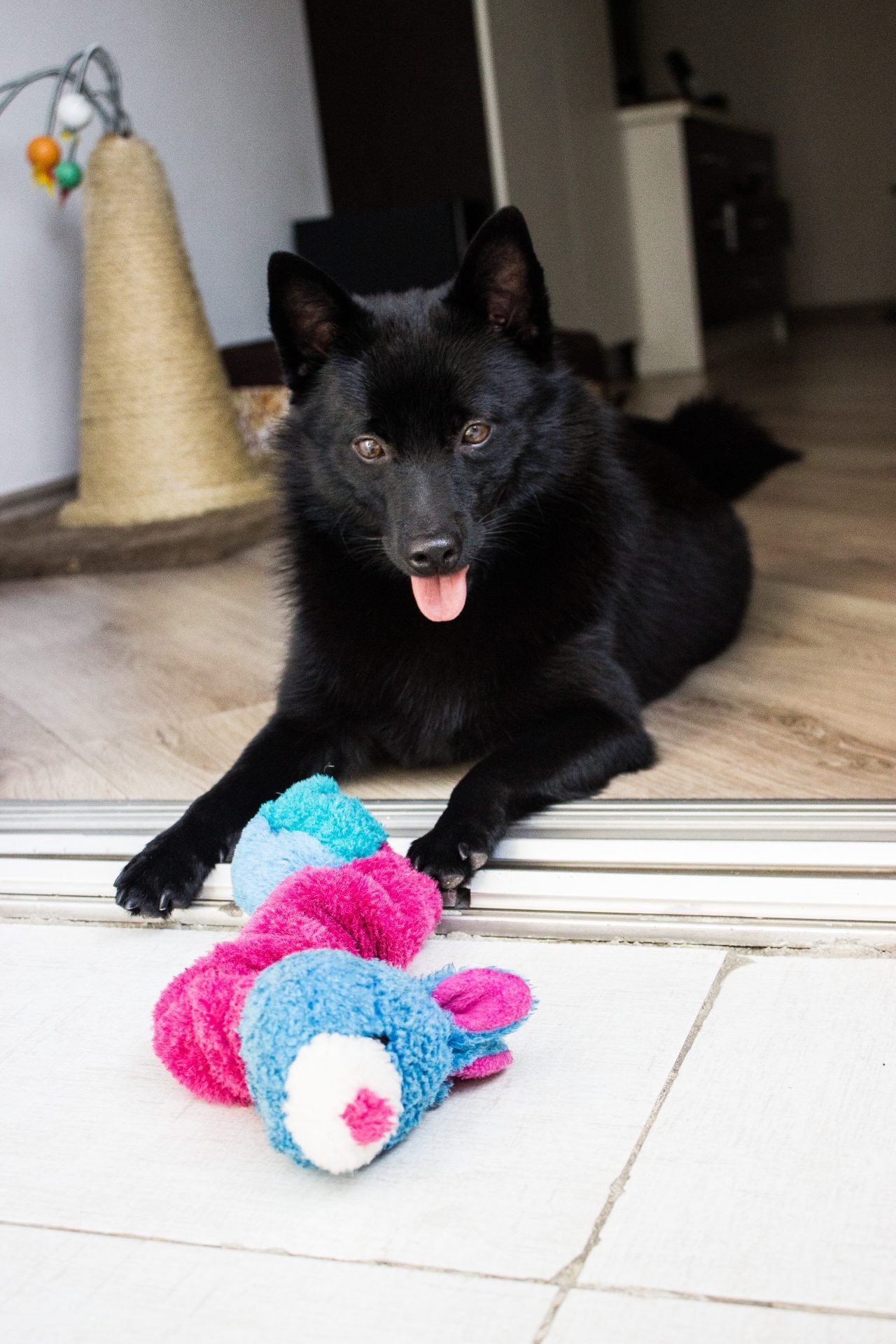 2021_03_schipperke-4-scaled.jpg