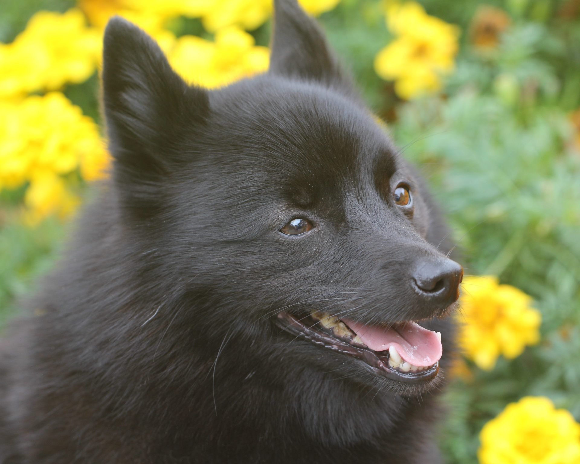 2021_03_schipperke-5-scaled.jpg
