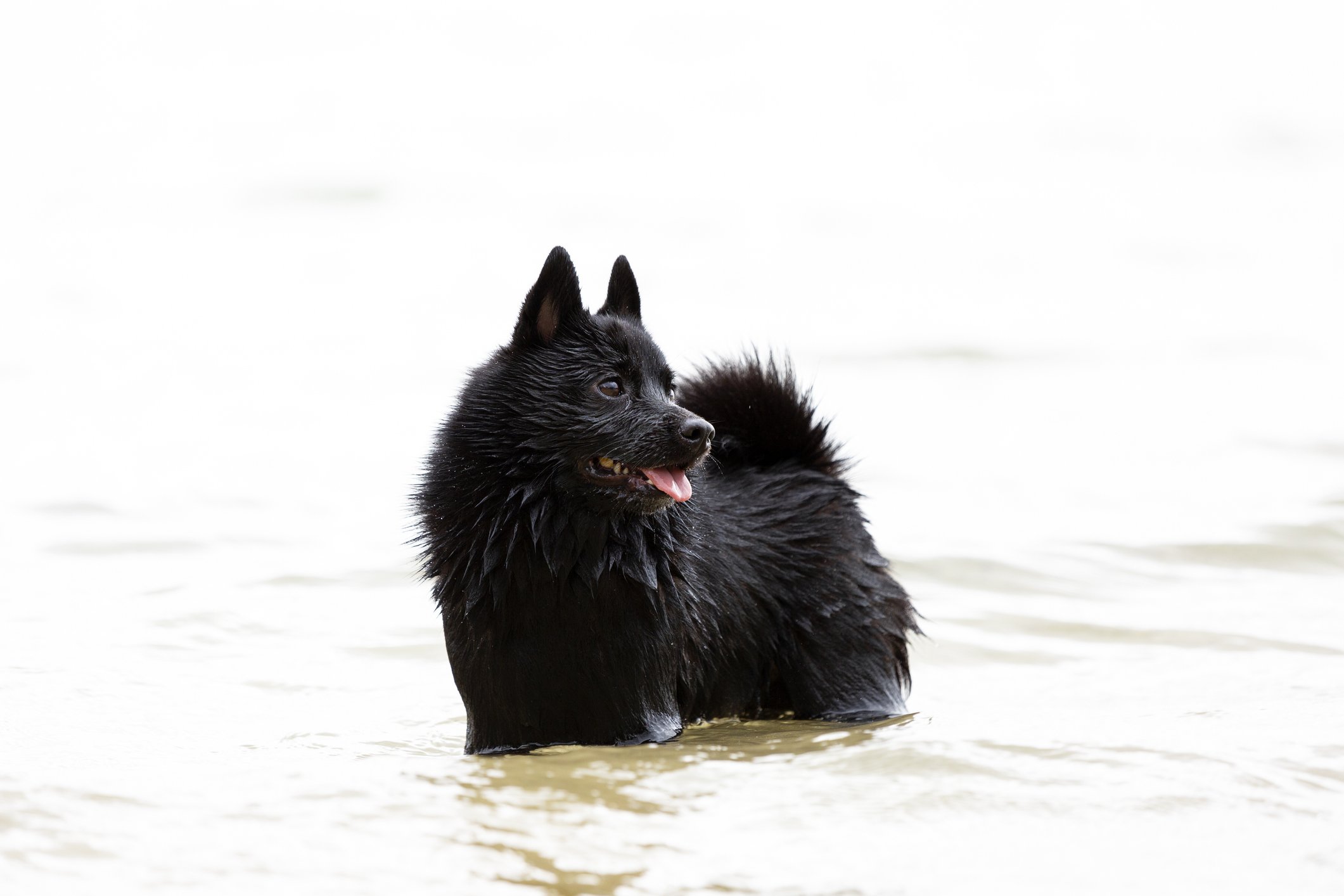 schipperke belga fajta