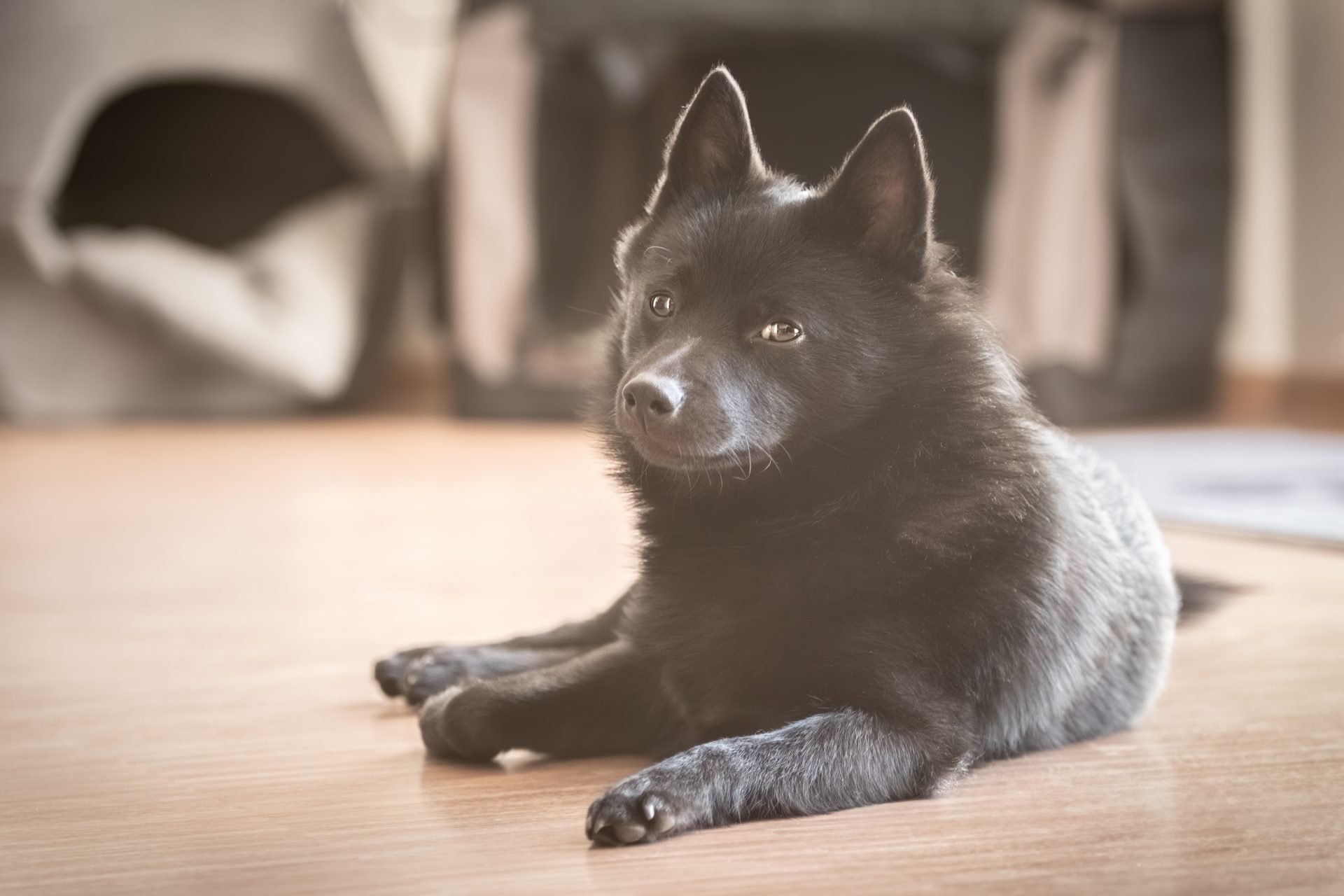 2021_03_schipperke-7-scaled.jpg