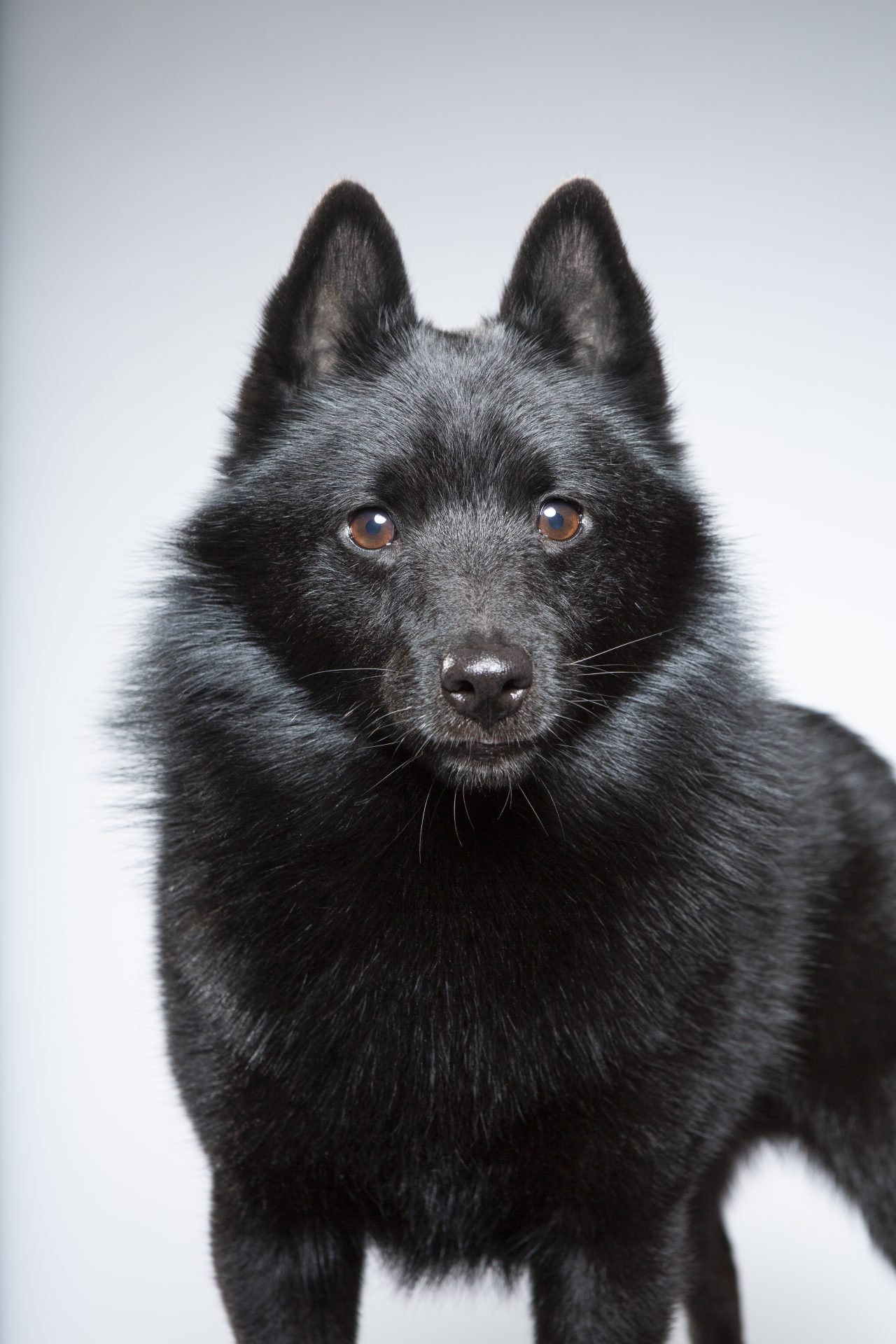 2021_03_schipperke-8-scaled.jpg