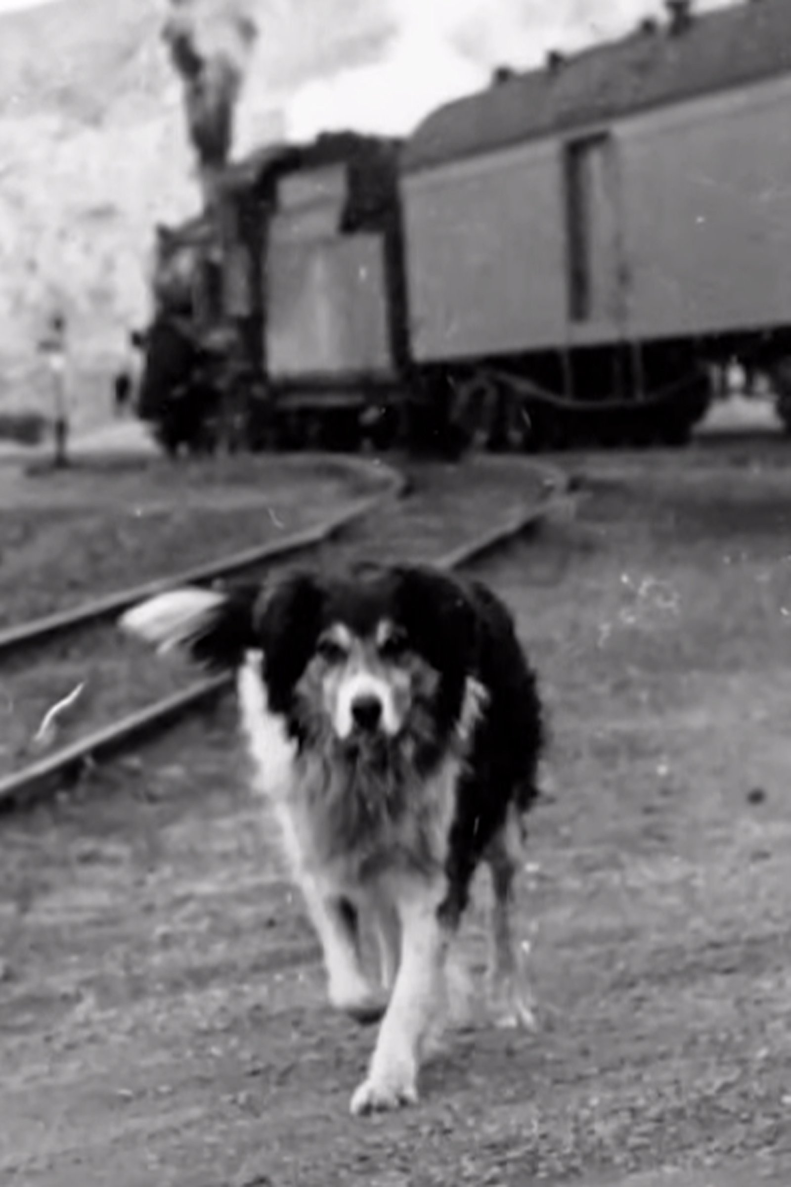 shep 2
