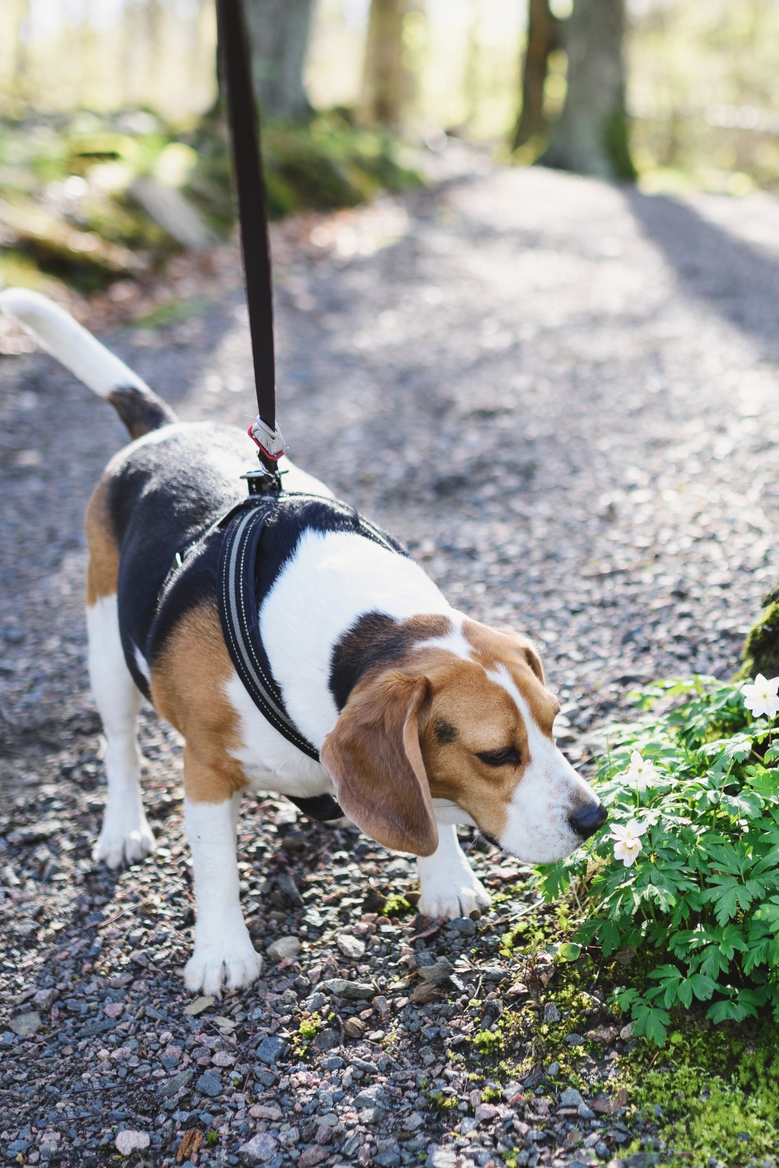 beagle szimatol