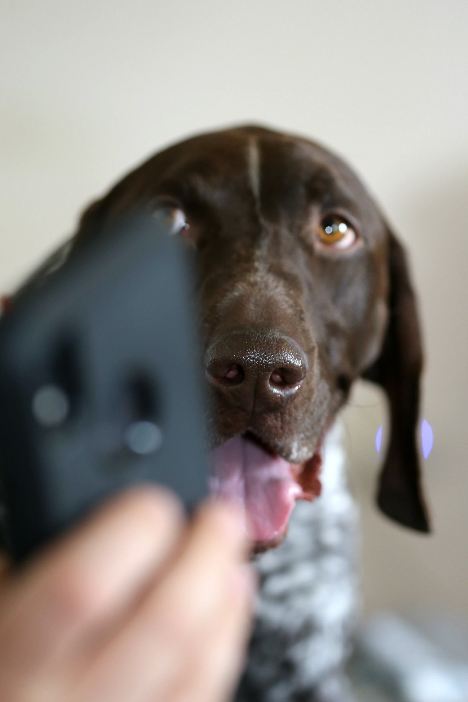 telefon kutya