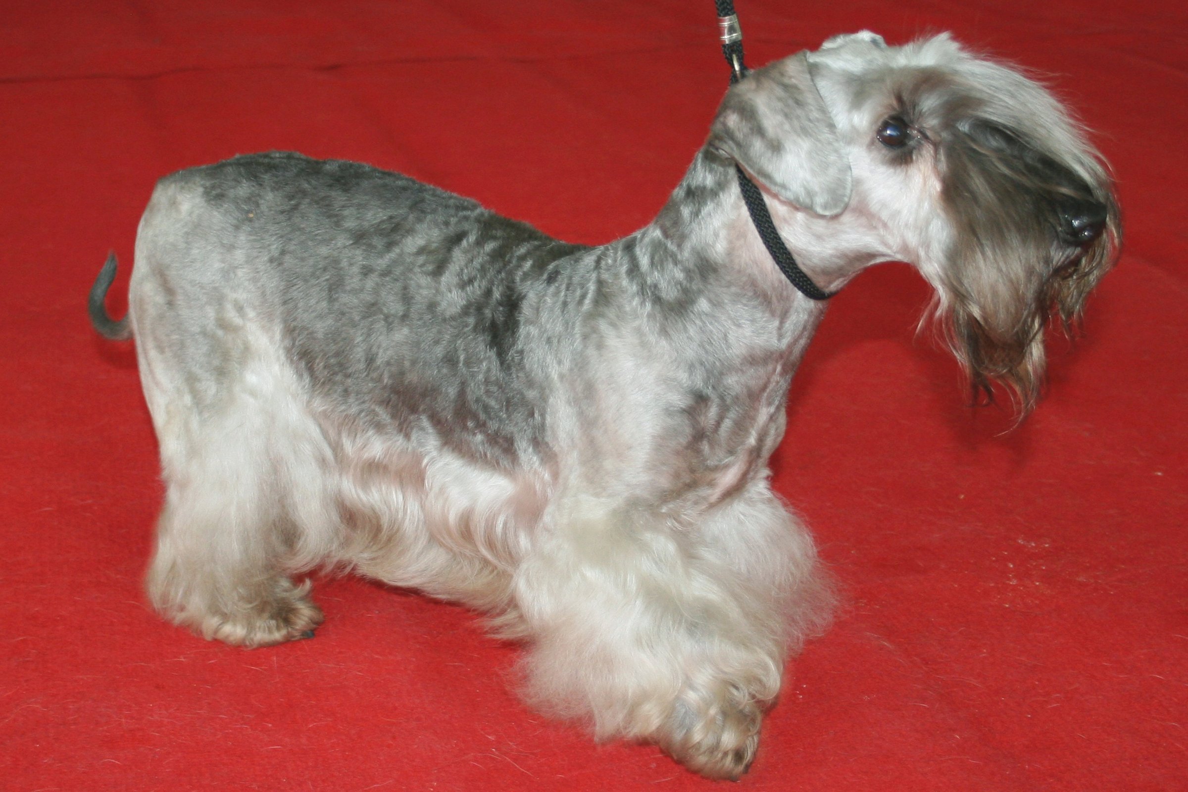 cseh terrier wiki