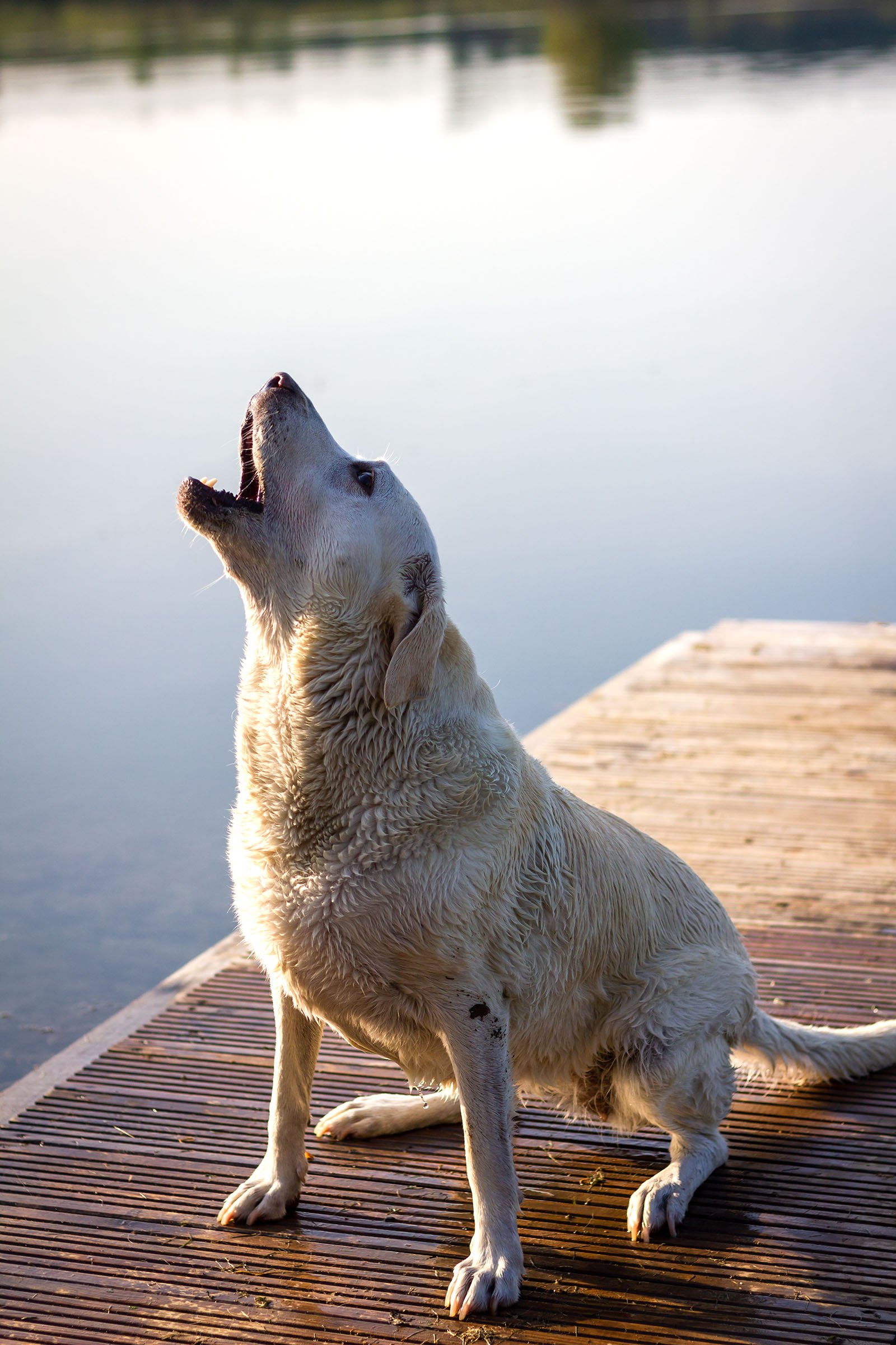 Labrador vonyít