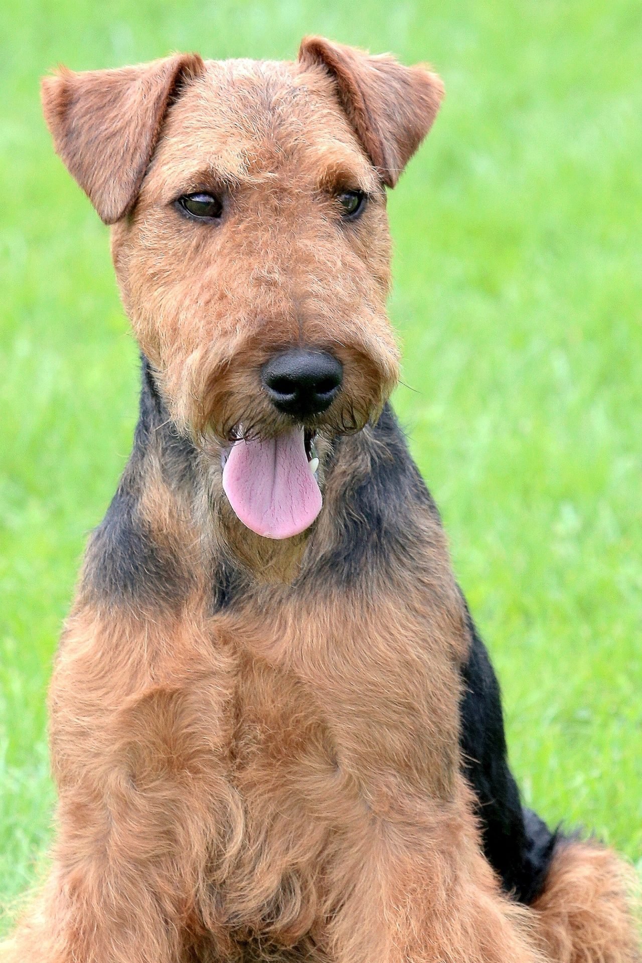 2021_03_welsh-terrier-scaled.jpg