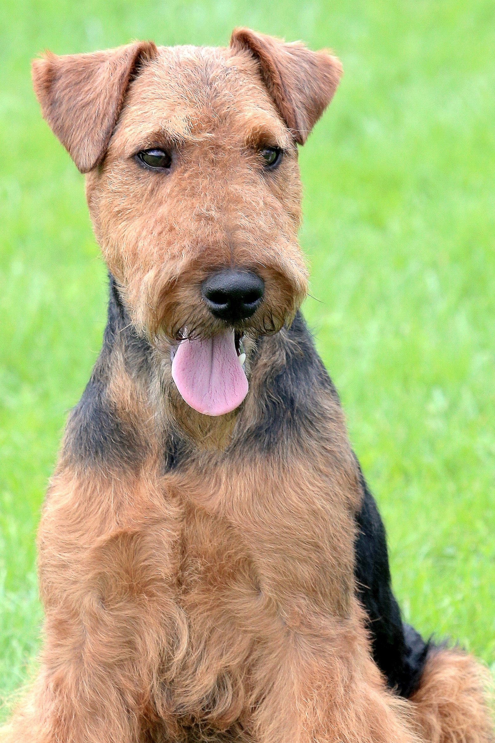 Welsh Terrier