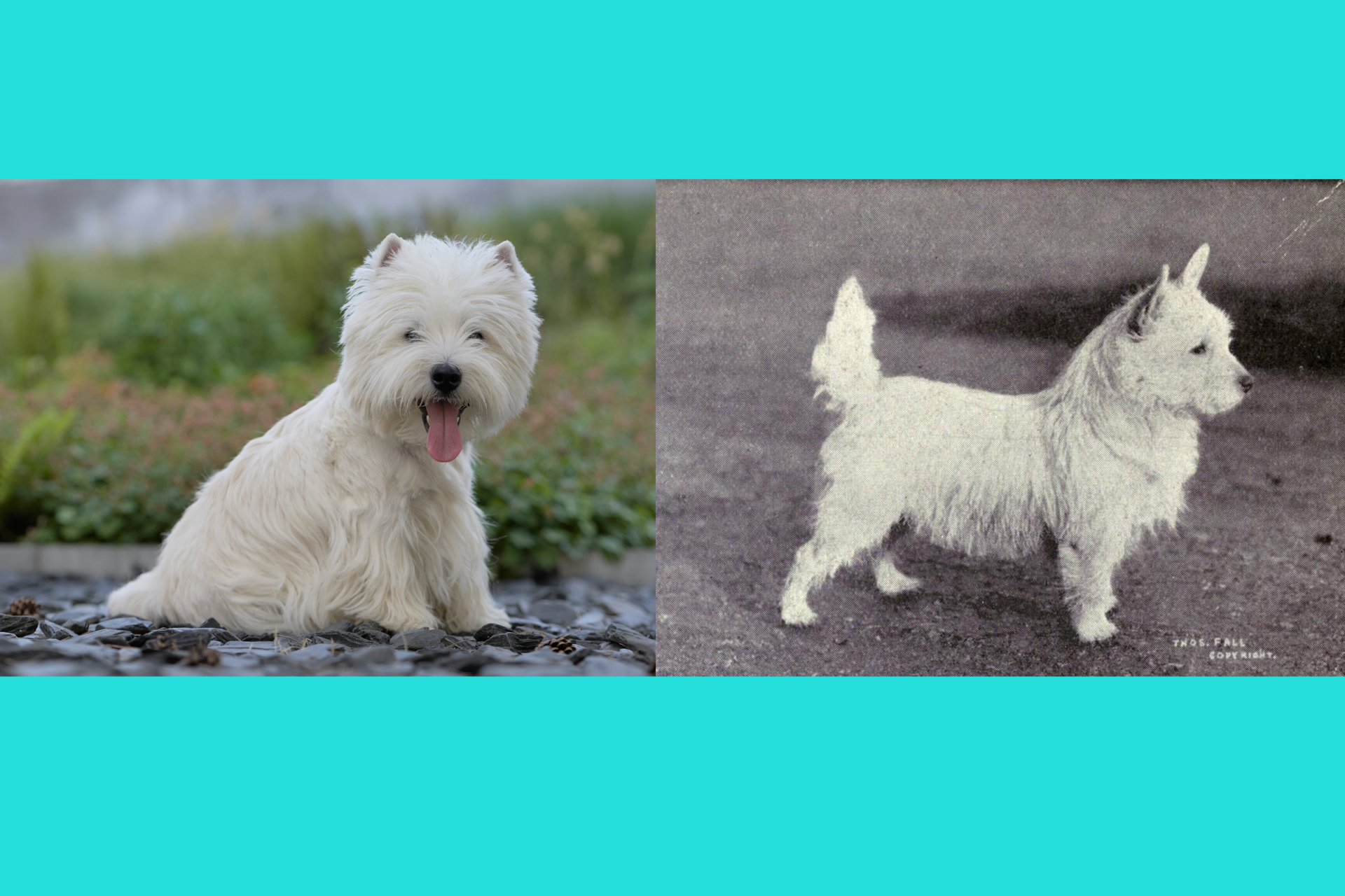westie