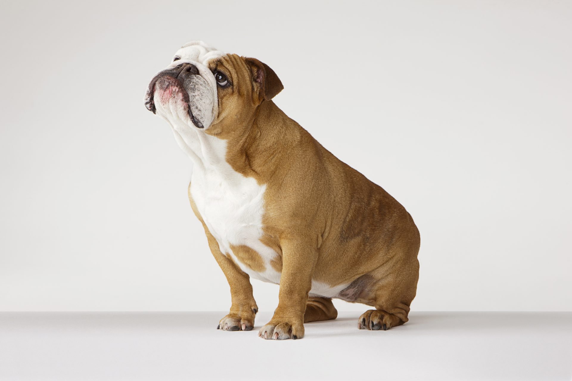 2021_04_angol-bulldog-ul-scaled.jpg
