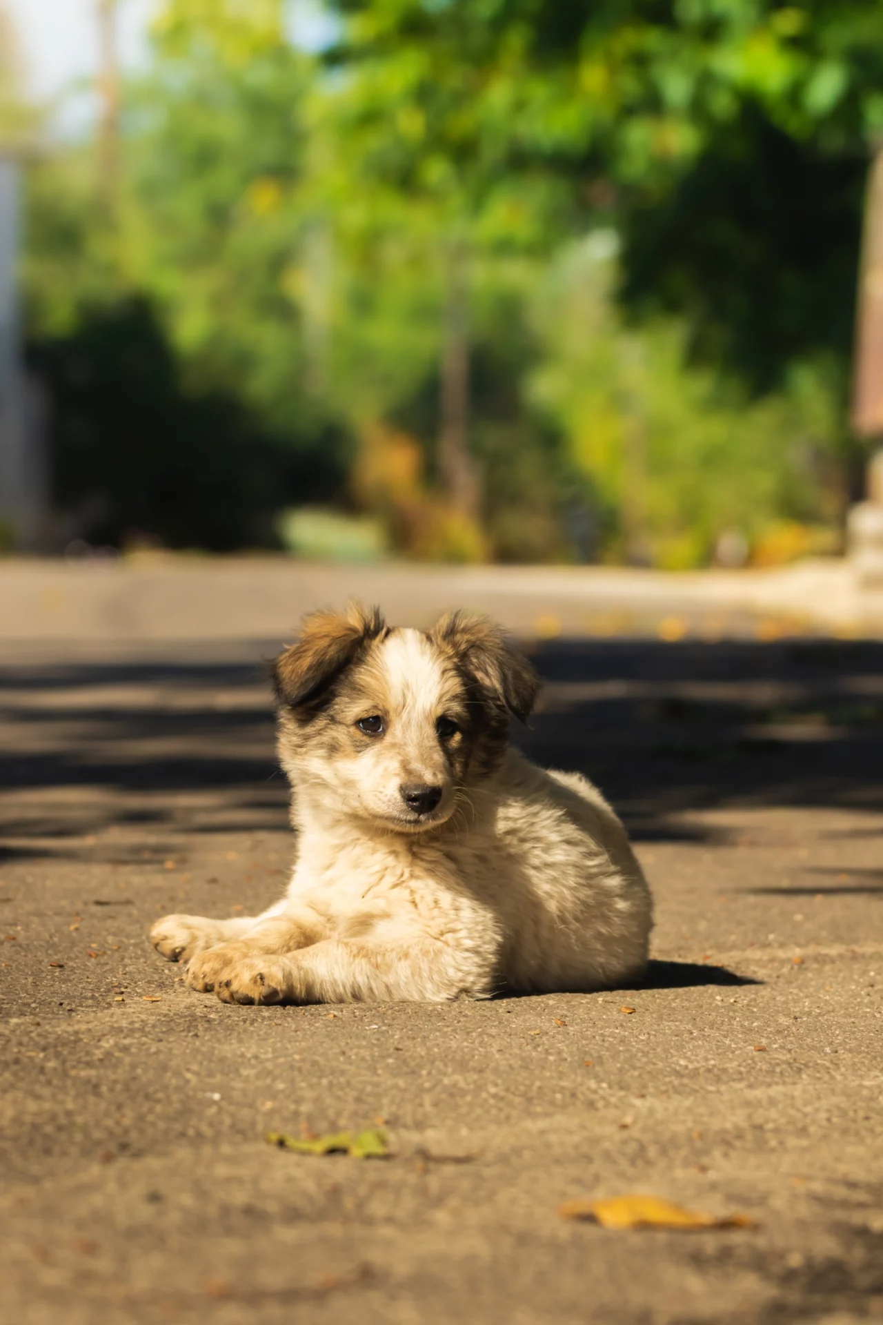 2021_04_arva-kolyok-utca-scaled.webp