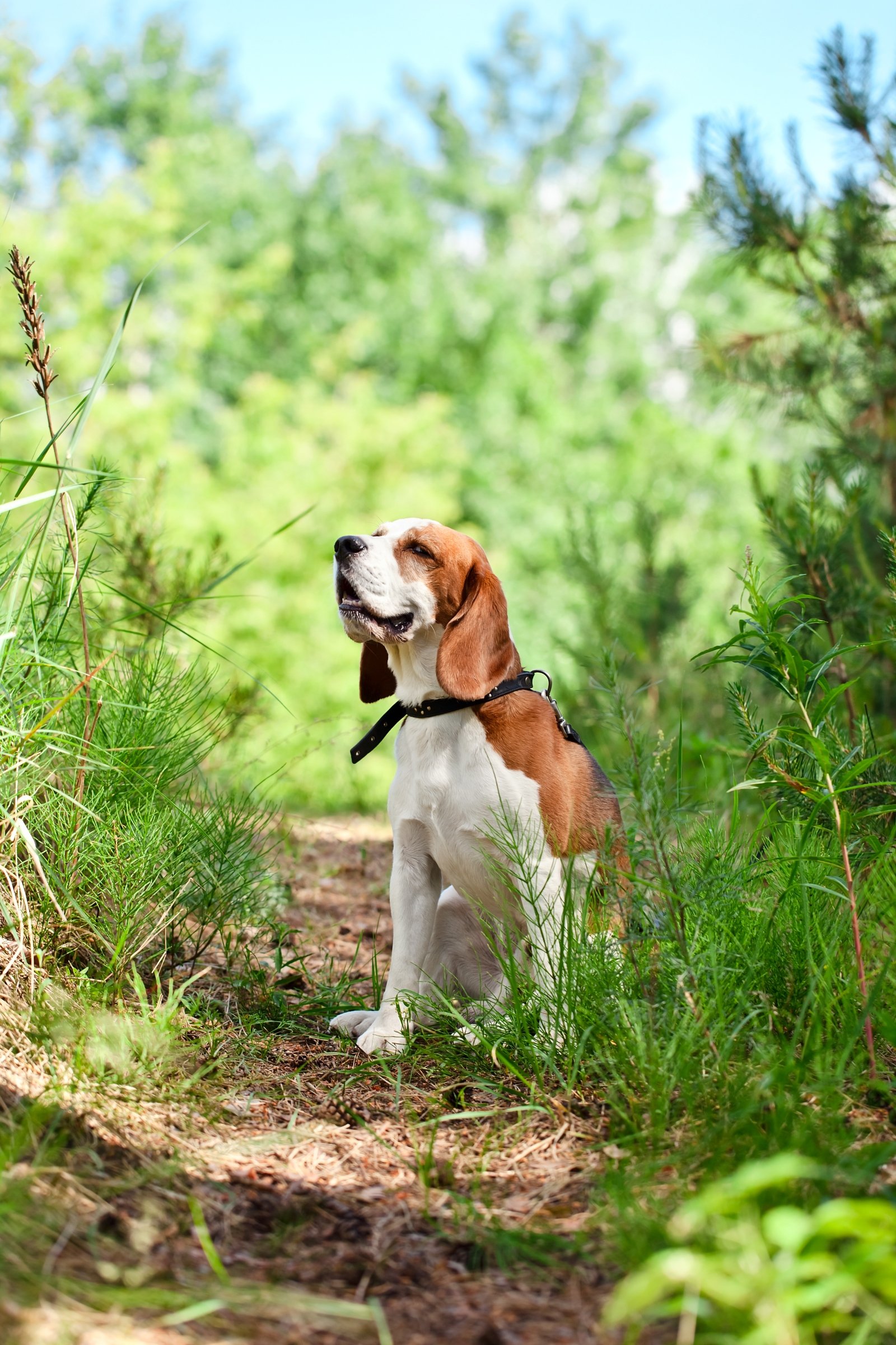 beagle erdő