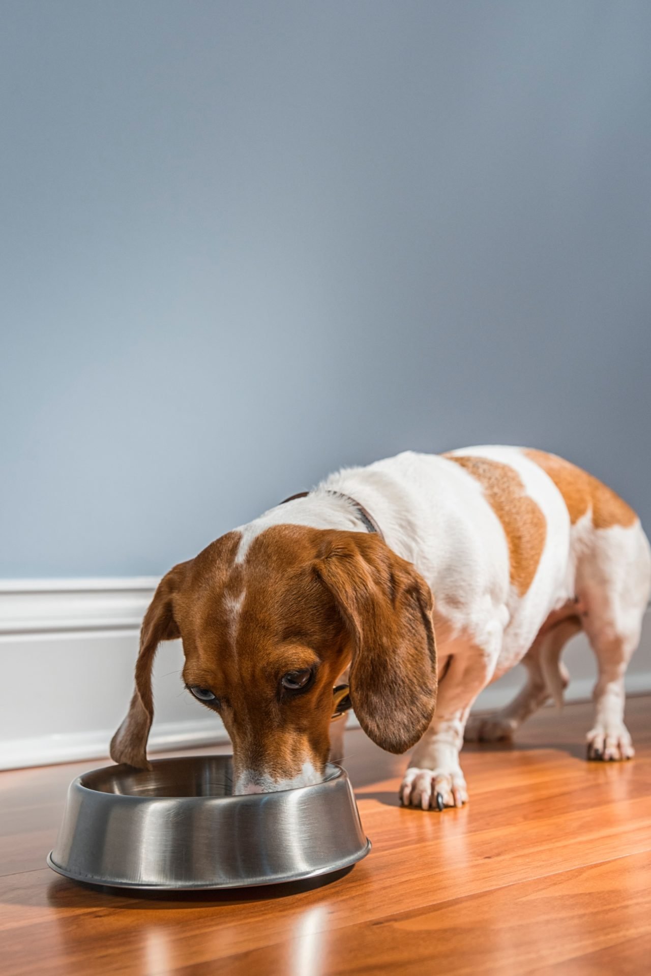 2021_04_beagle-eszik-scaled.jpg