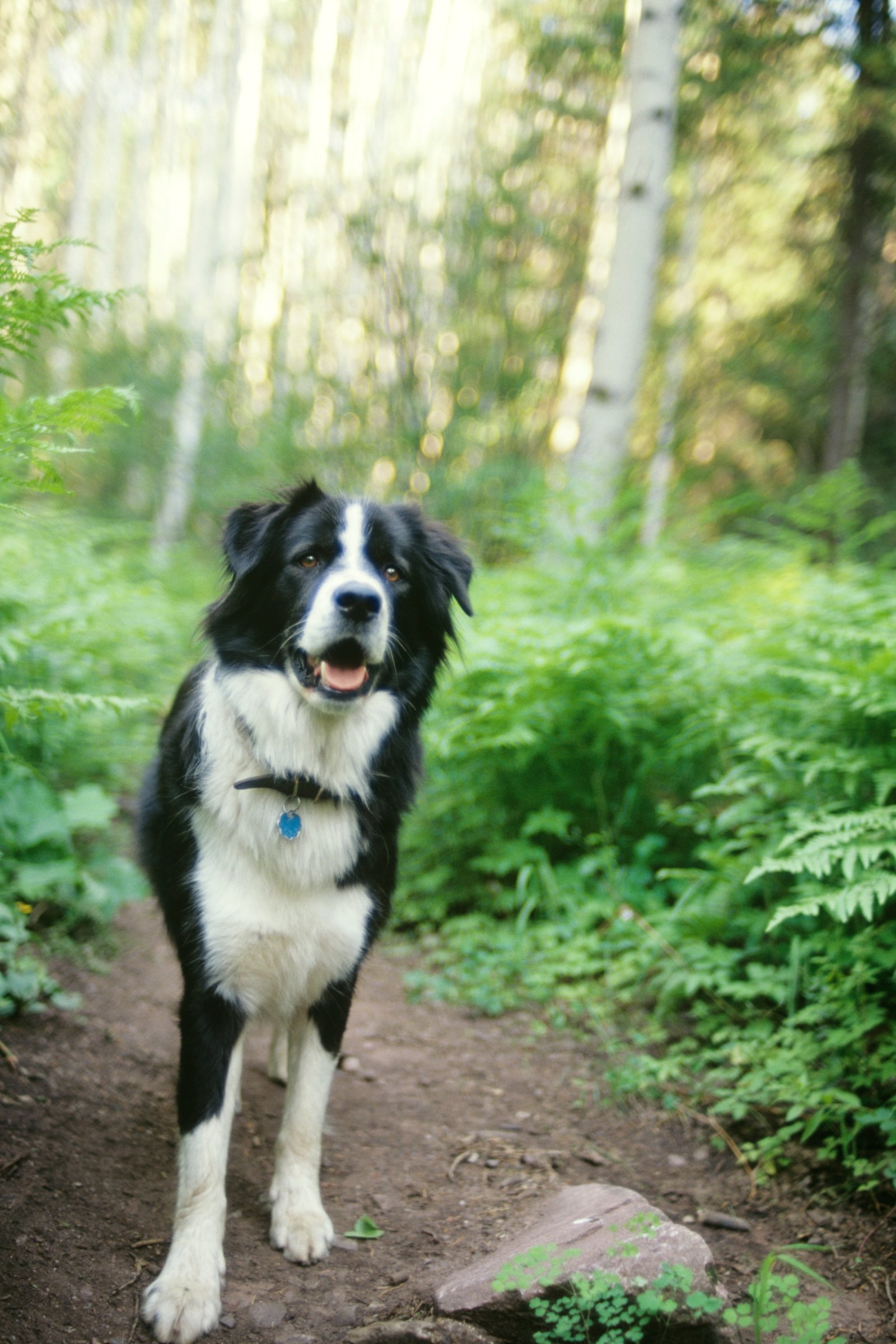 border collie erdő