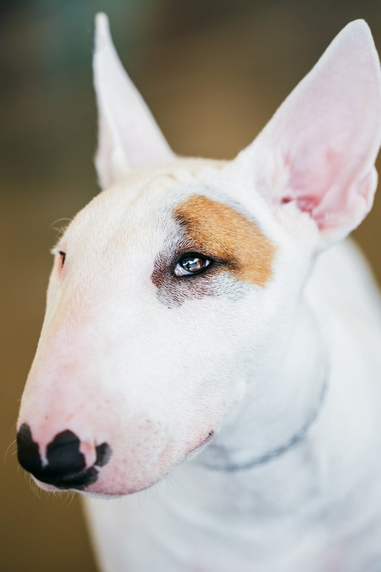 2021_04_bullterrier-scaled.jpg