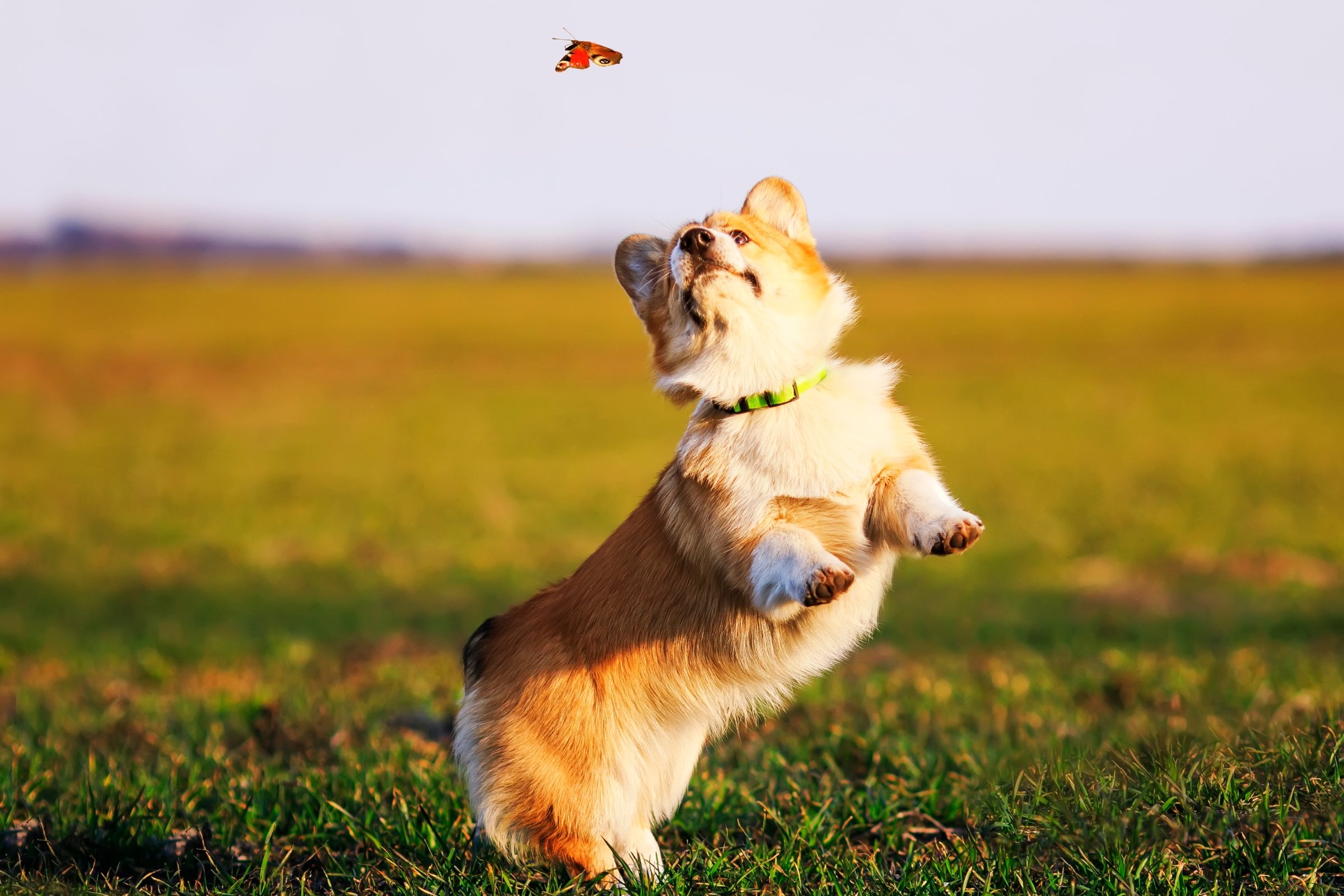 corgi lepke
