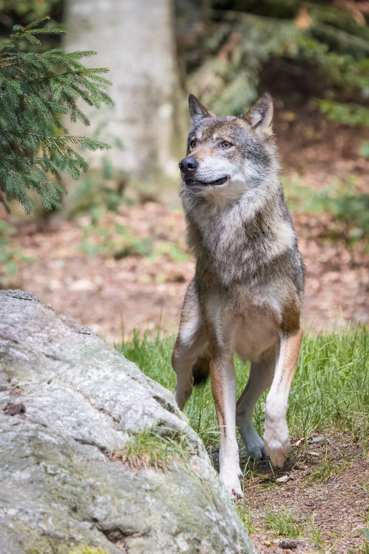 2021_04_farkas-scaled.jpg