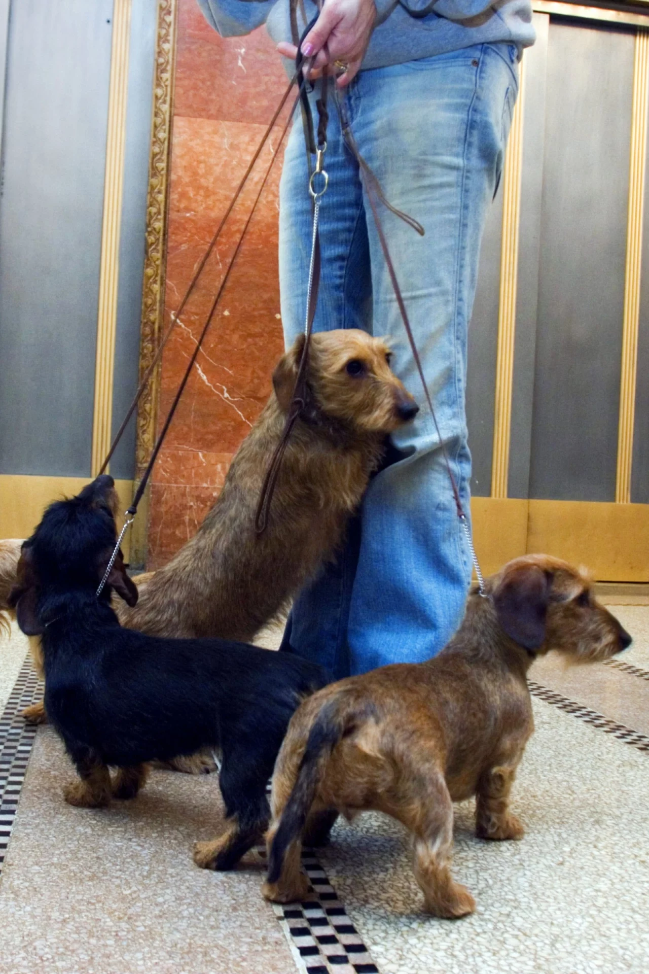 2021_04_felos-tacskok-lift-elott-gazdival-scaled.webp