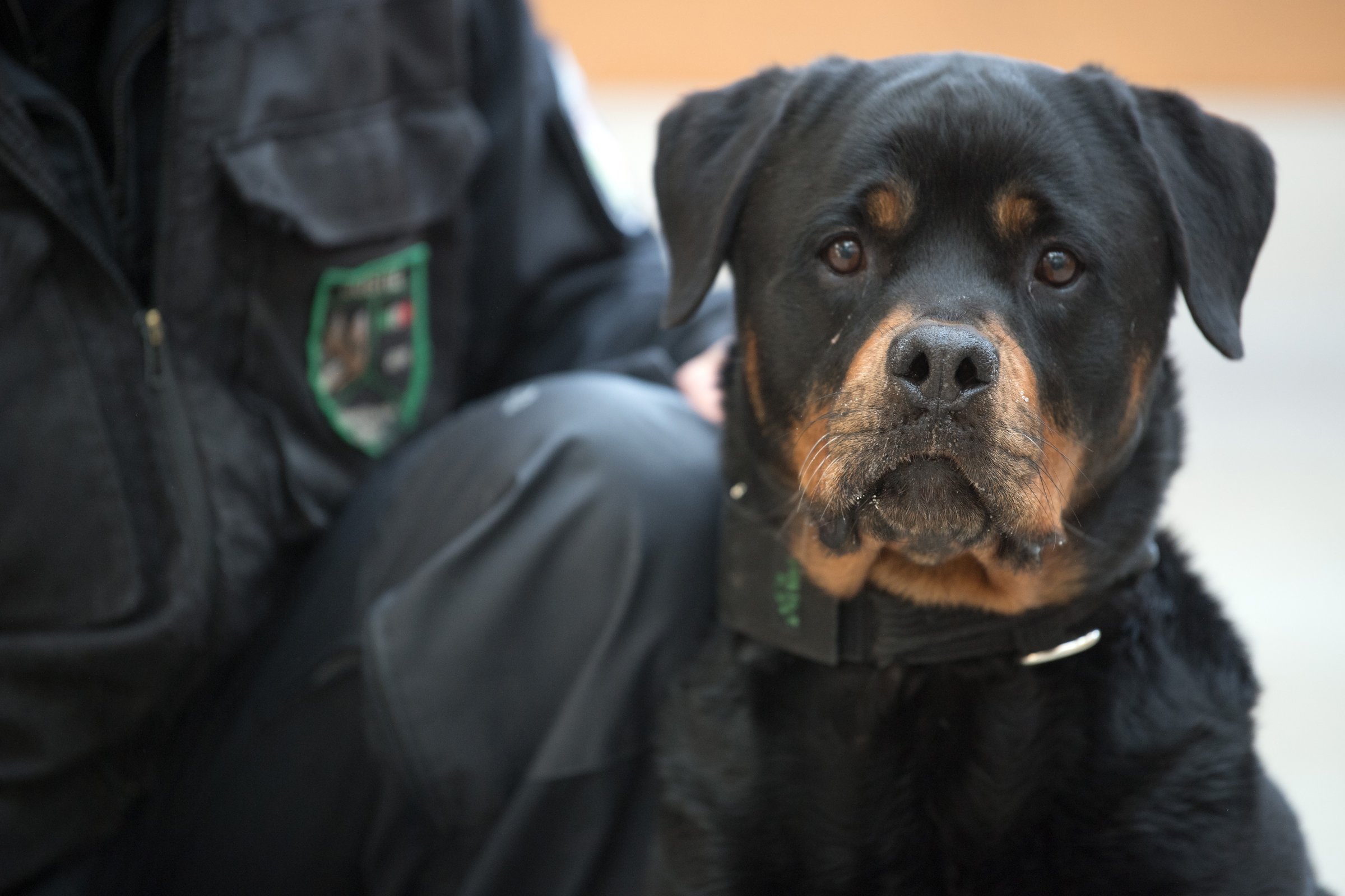 A rottweiler napjainkban gyakran szolgálati kutyaként dolgozik.