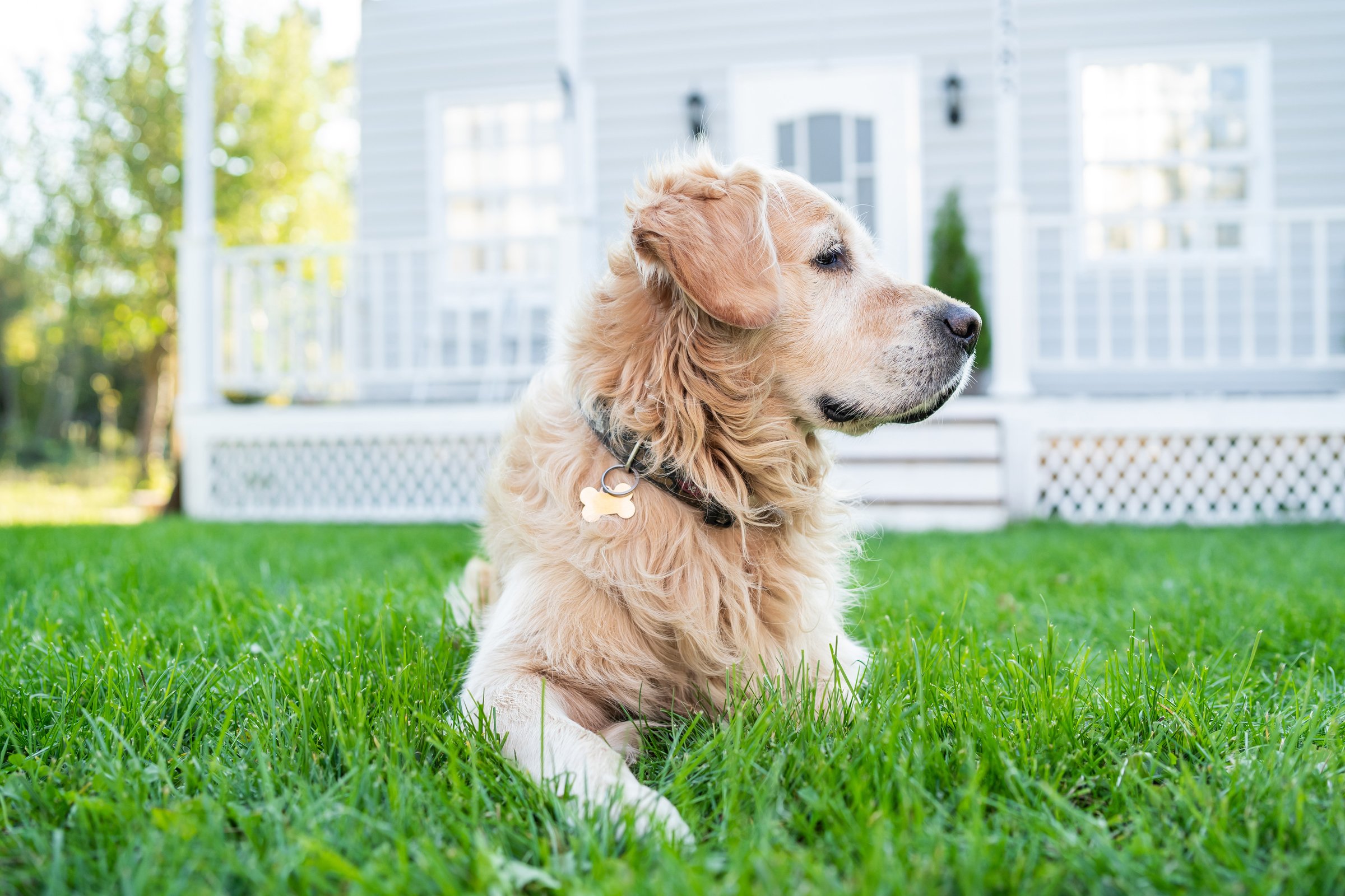 Golden retriever udvar kert ház