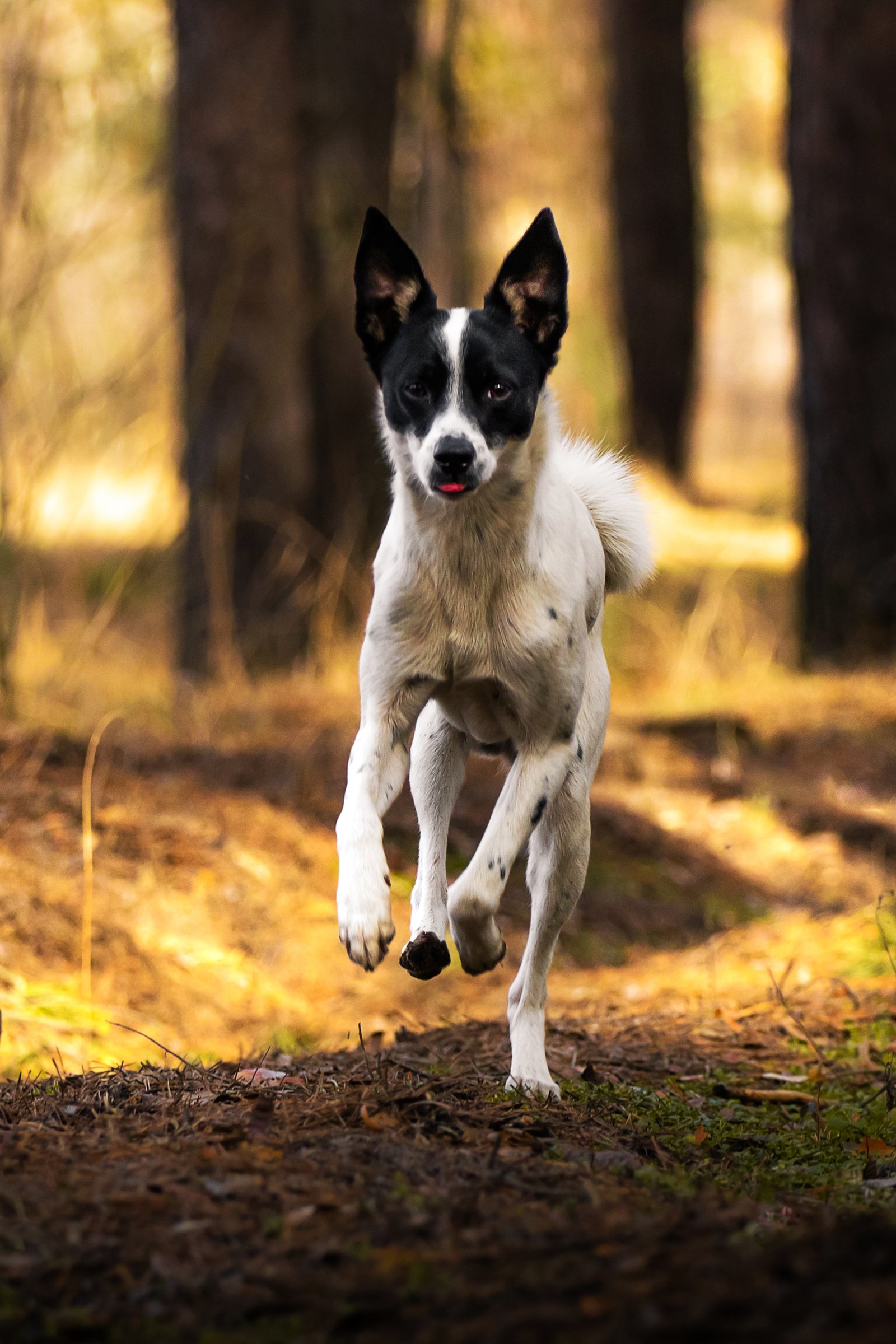 basenji fekete
