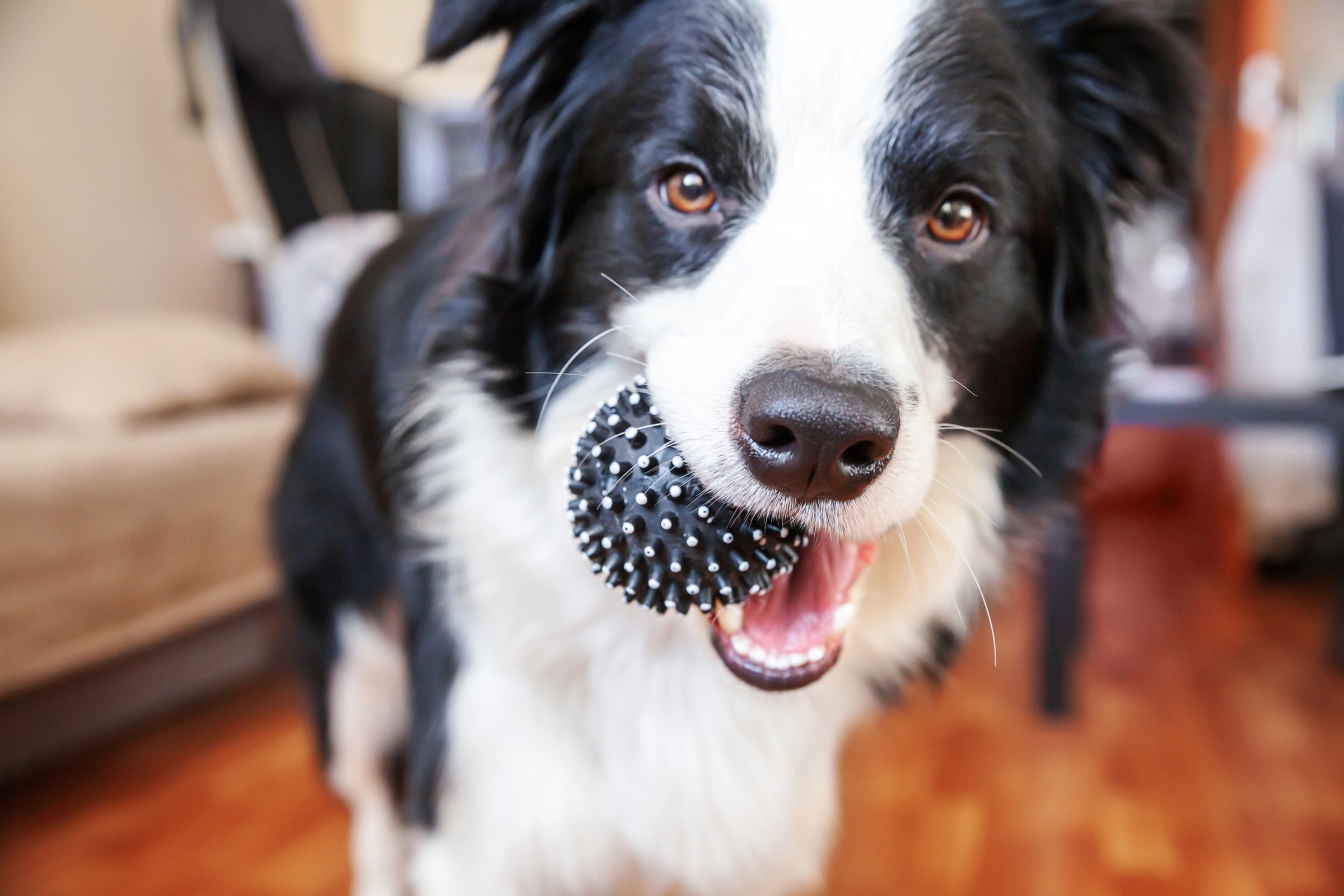 border collie labda a szájában