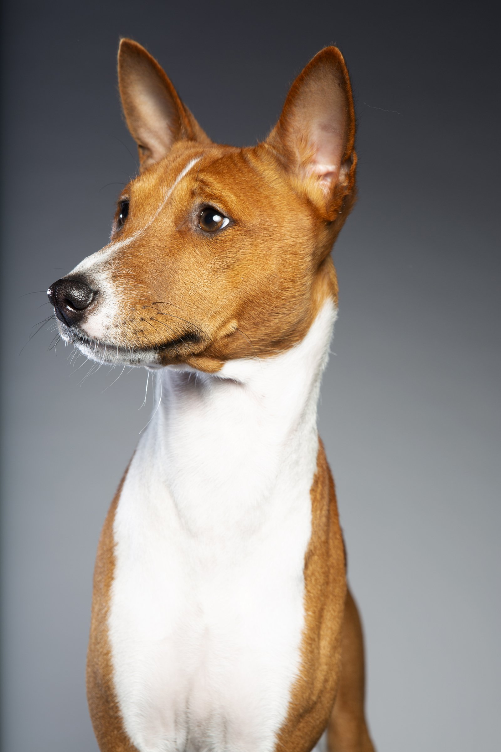 basenji