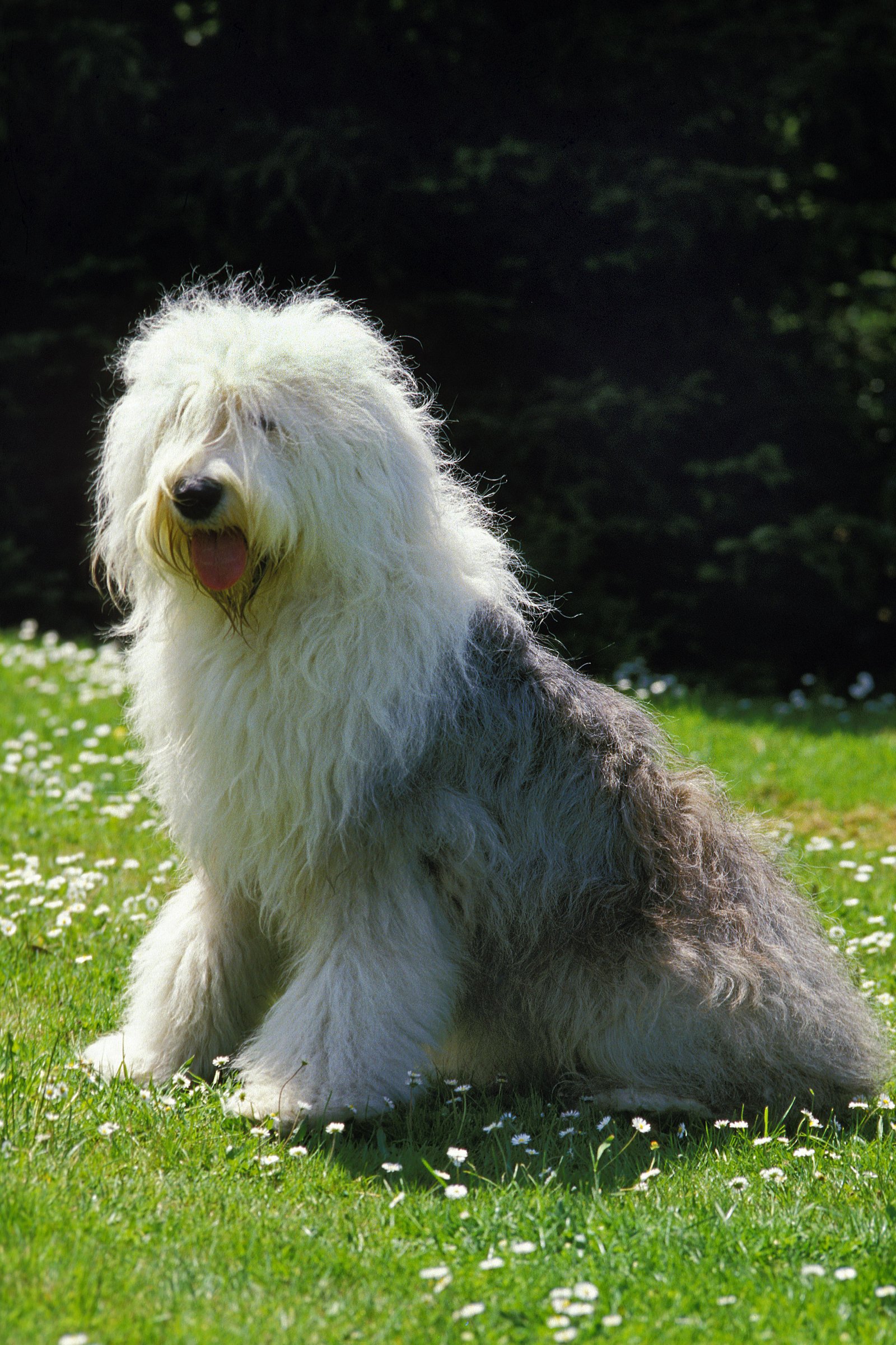 Bobtail óangol juhászkutya1