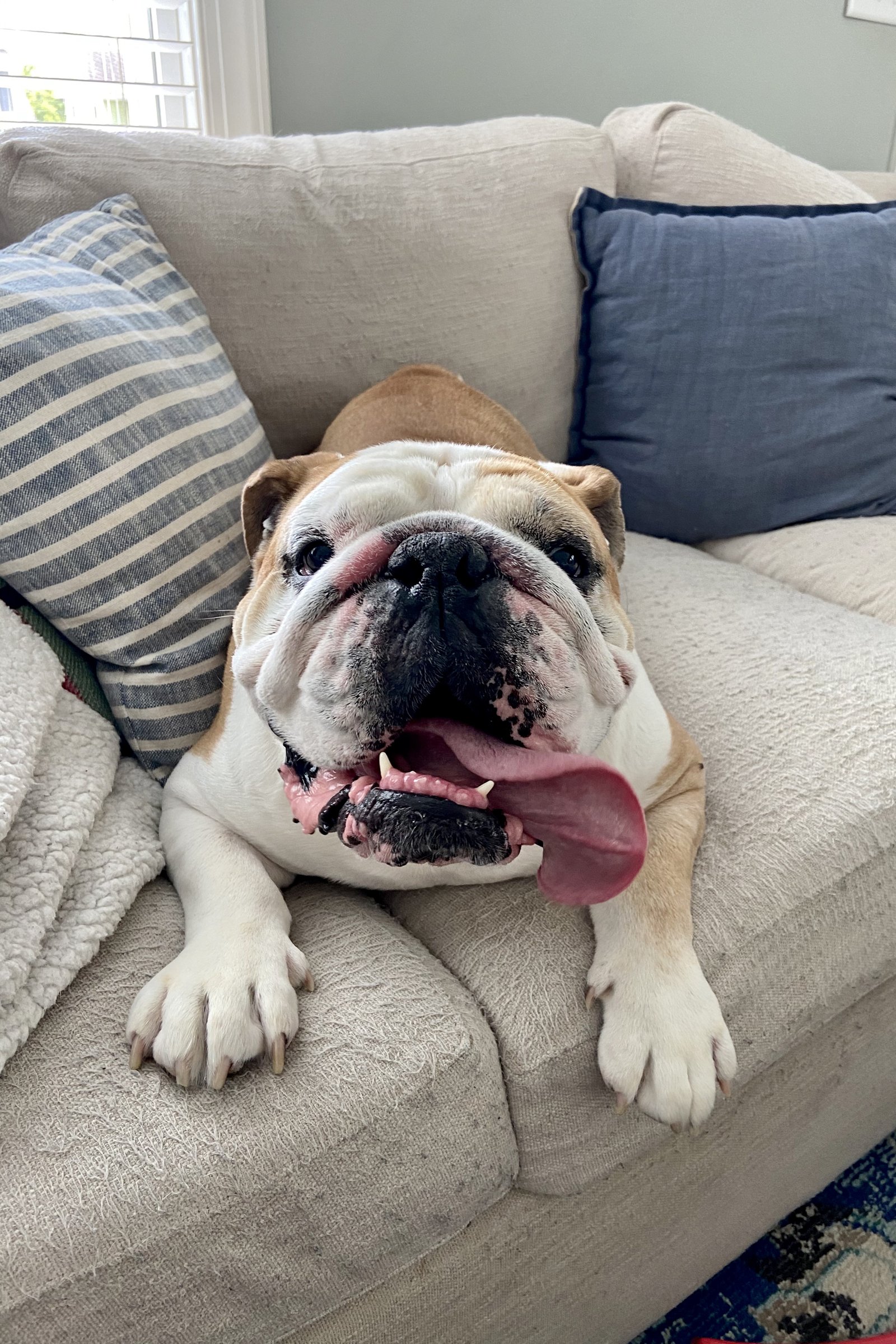 angol bulldog kanapé