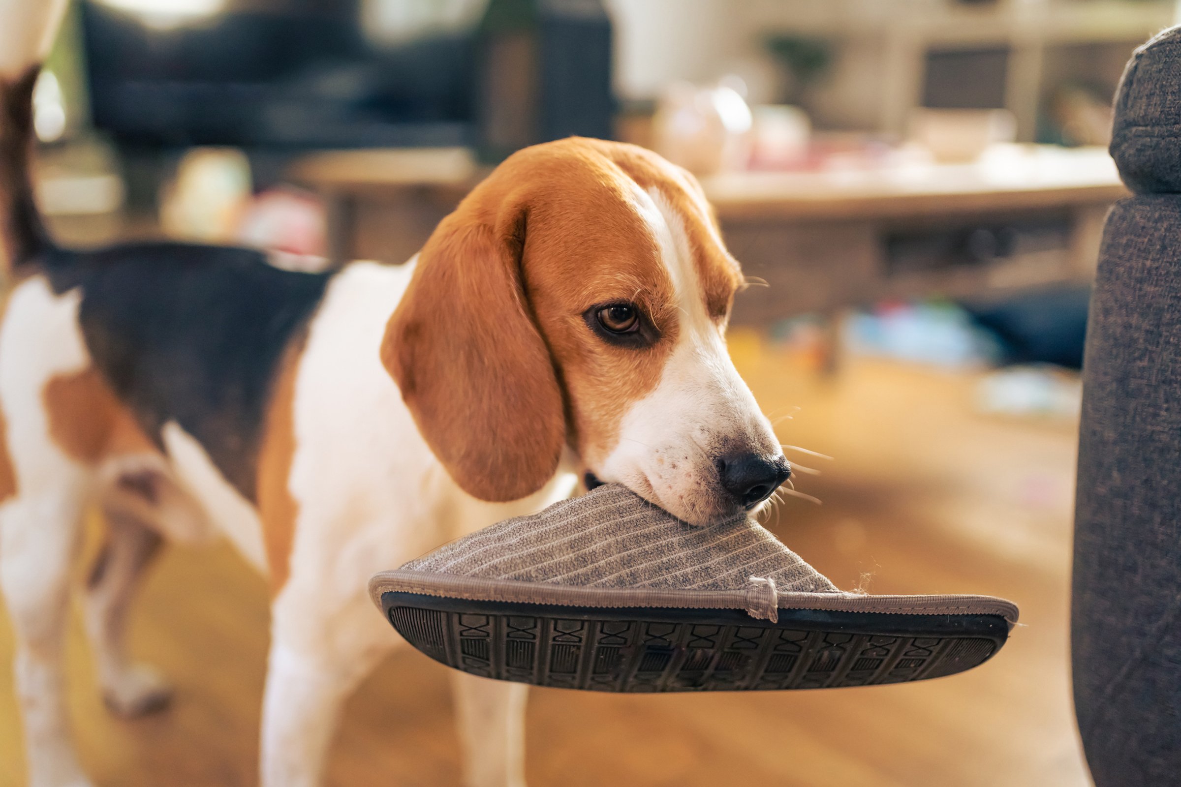 beagle kutya papuccsal a szájában
