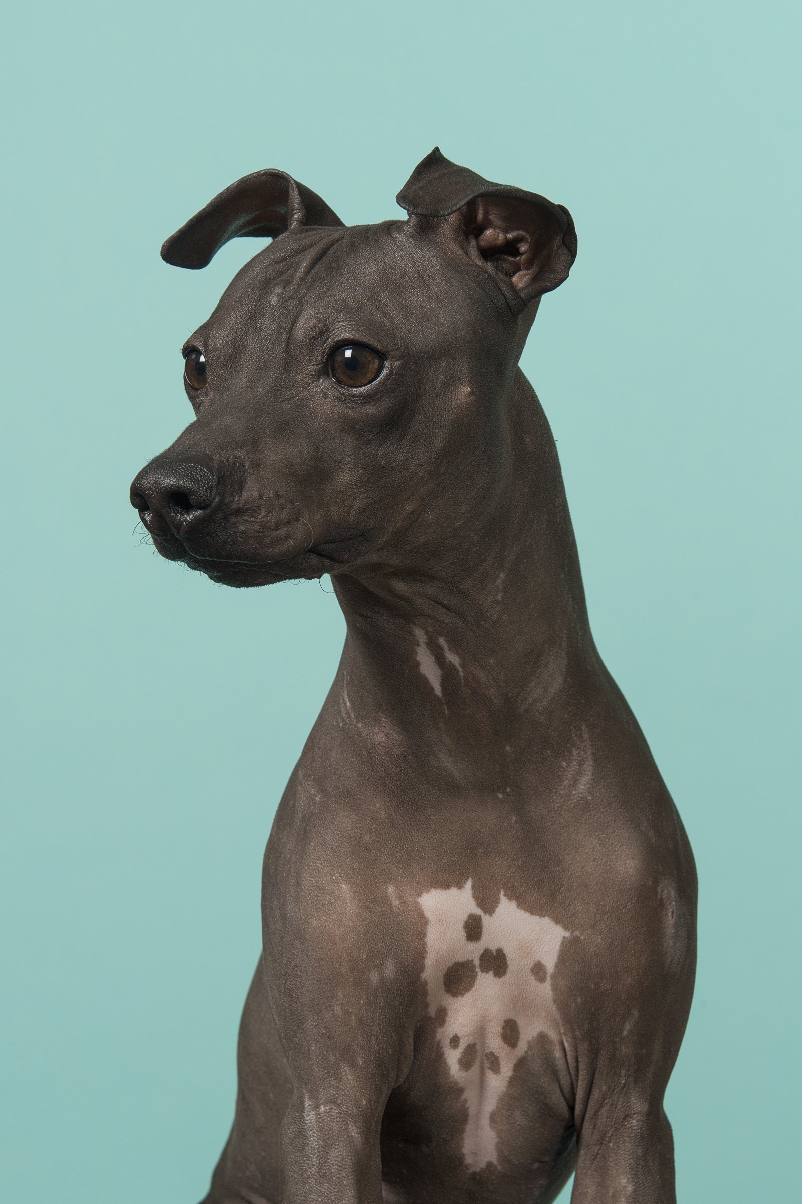 amerikai meztelen terrier