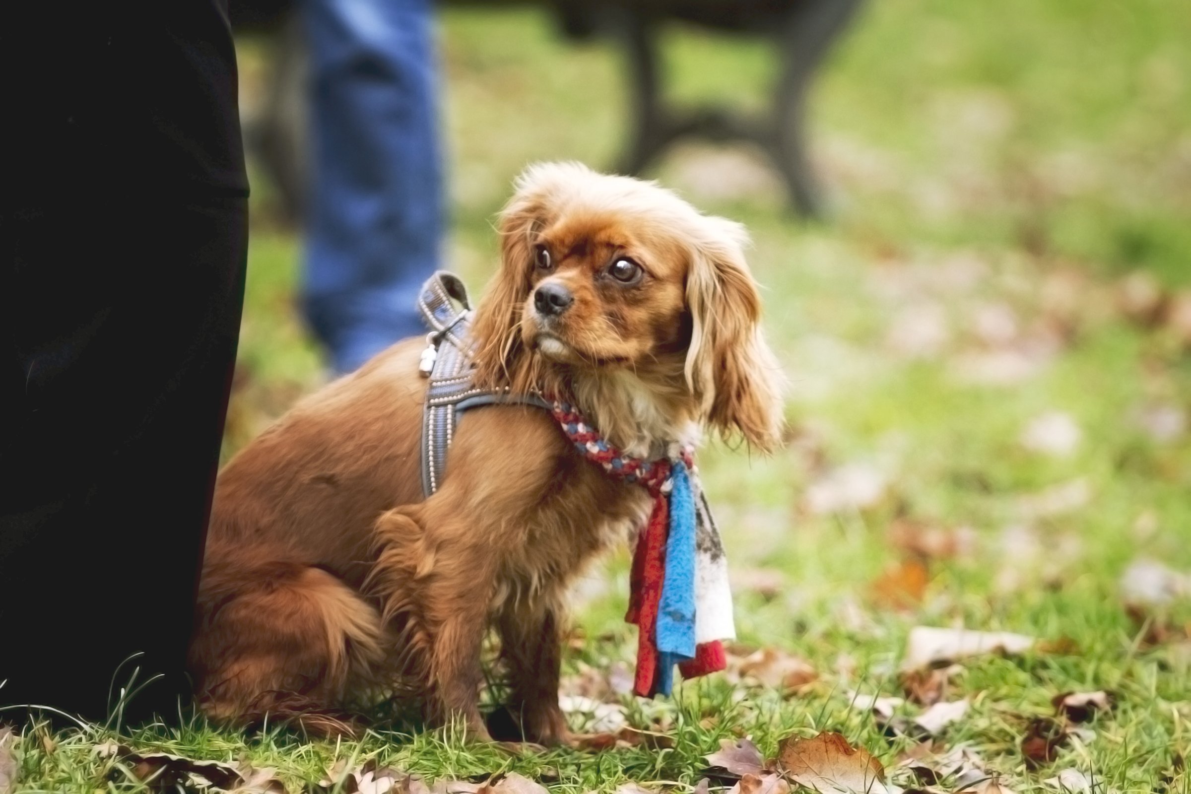 Cavalier king charles spániel lábon ül