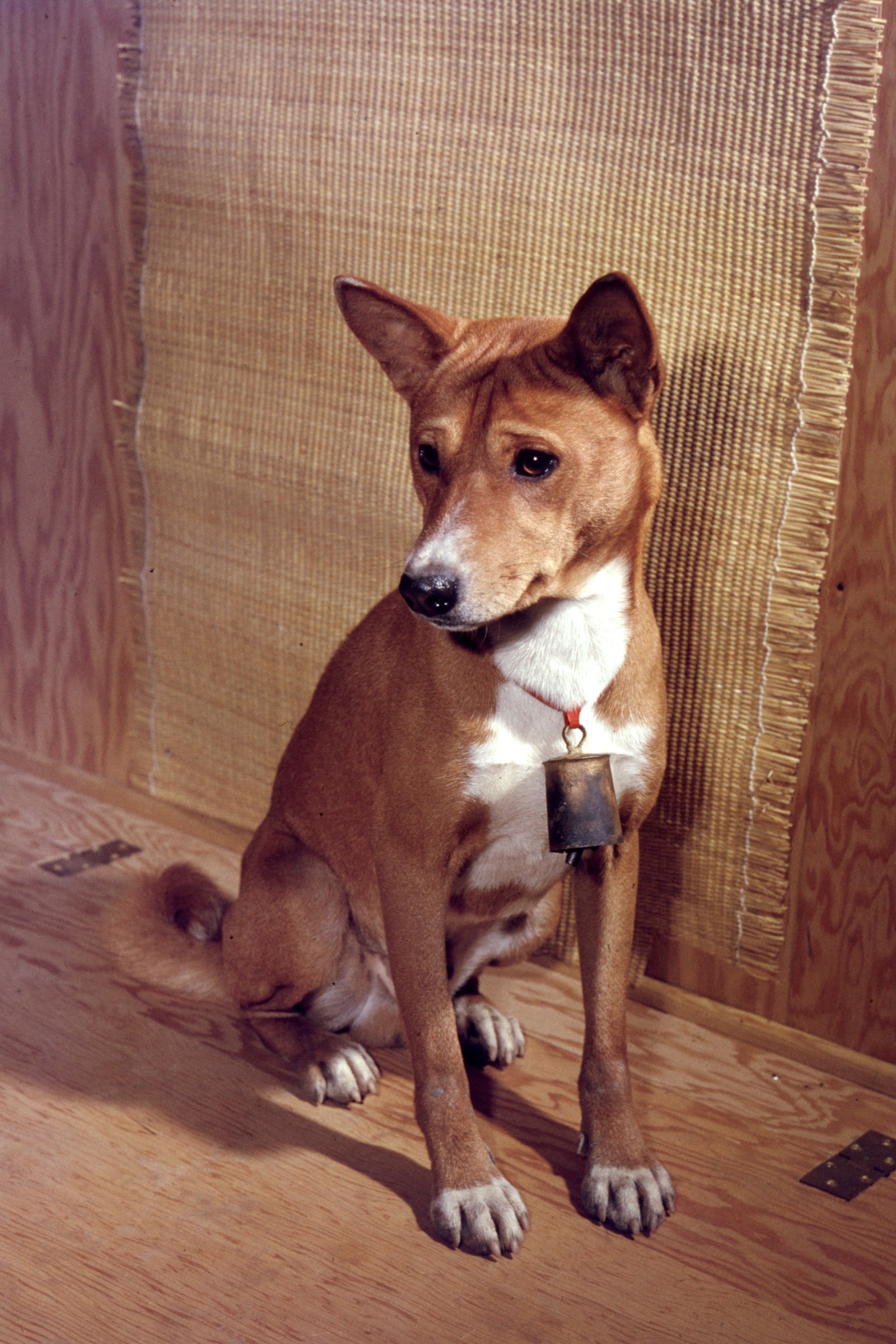Basenji