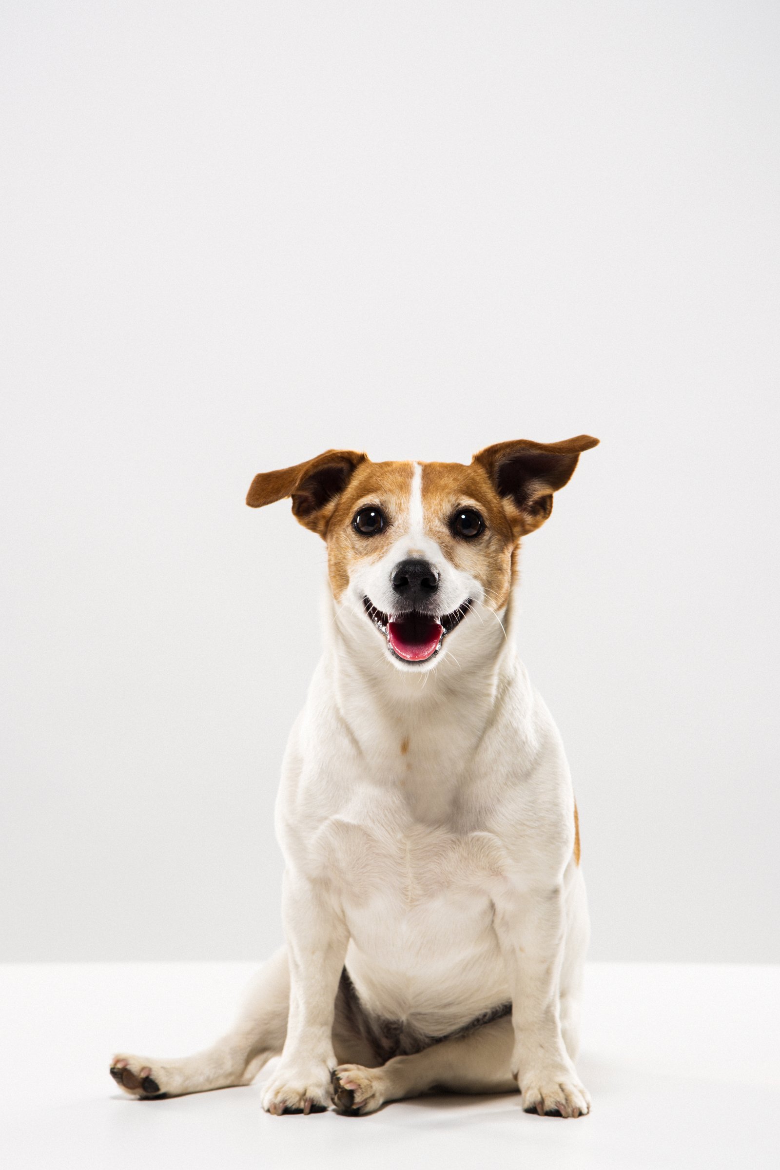 Jack Russell Terrier ül puppy sit
