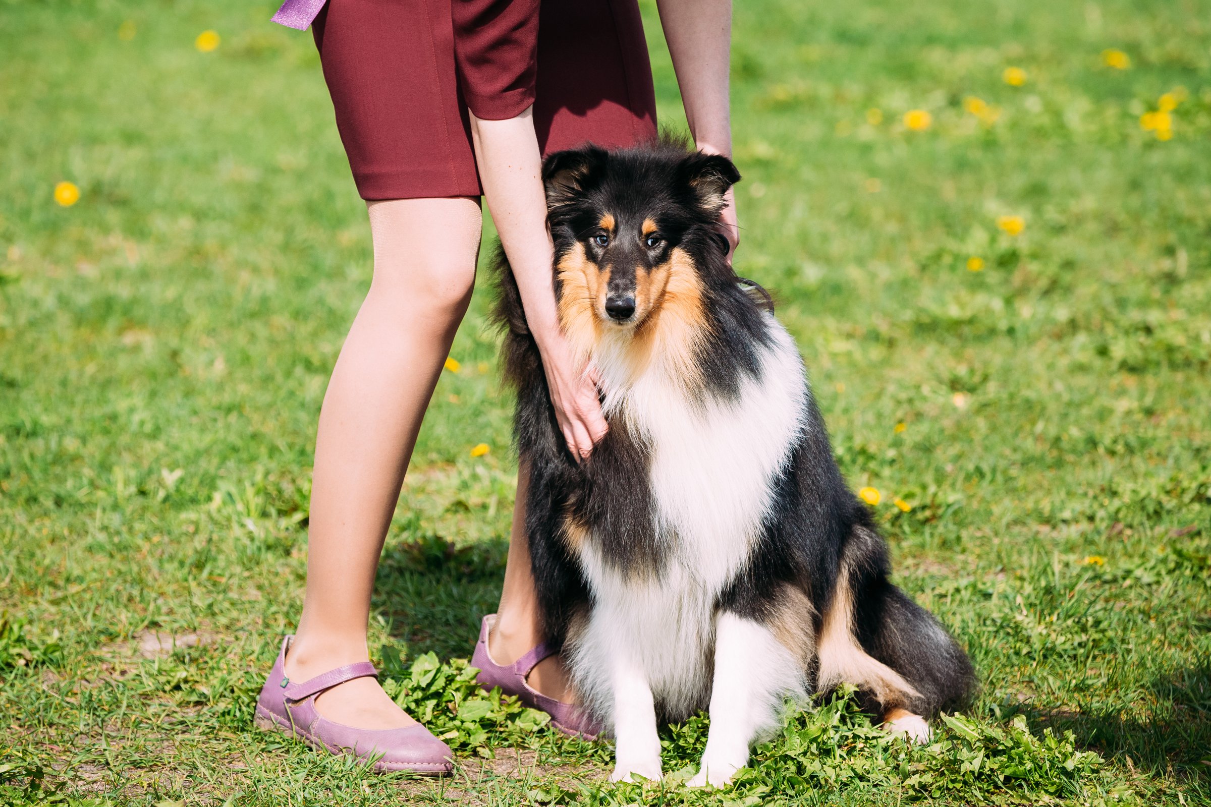 collie ül a lábon szeretet