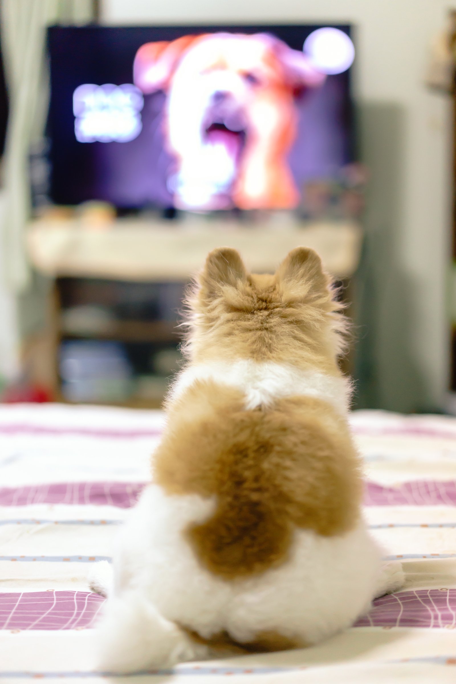 kiskutya tv film