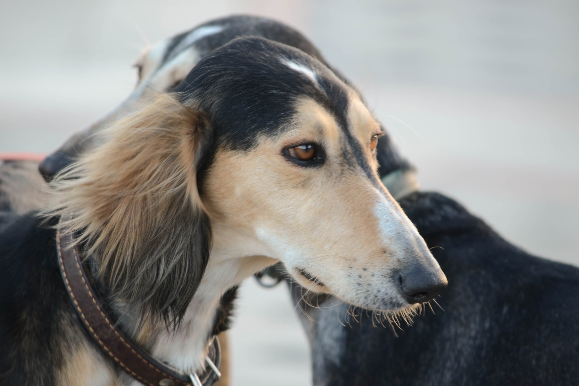 saluki perzsa agár Allah csókja