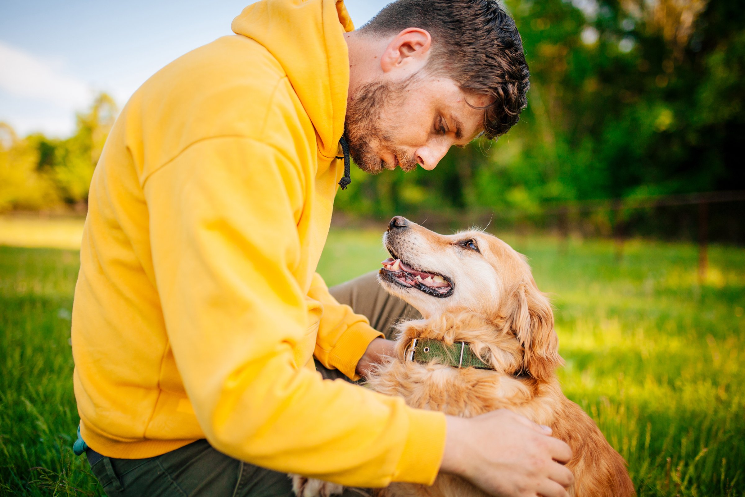 szeretet golden retriever ölelés gazda