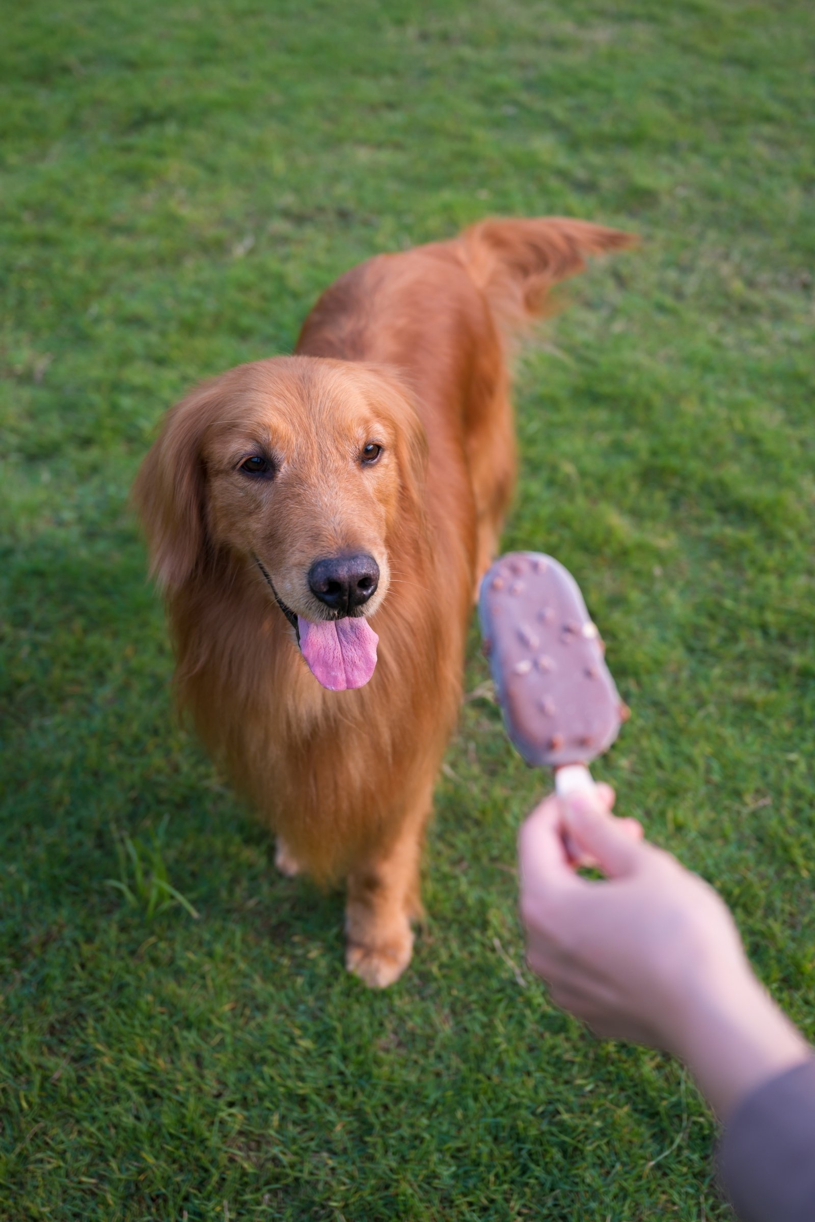 golden retriever jégkrém édesség