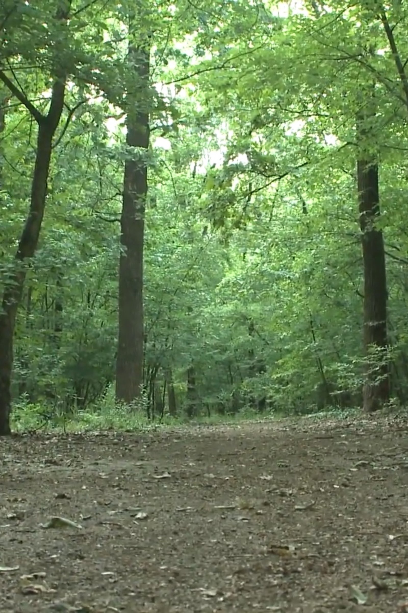 halmi-erdő