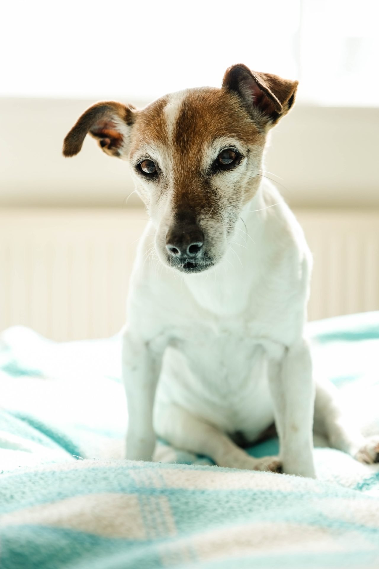 2021_04_jack-russel-oreg-idos-szoba-scaled.jpg